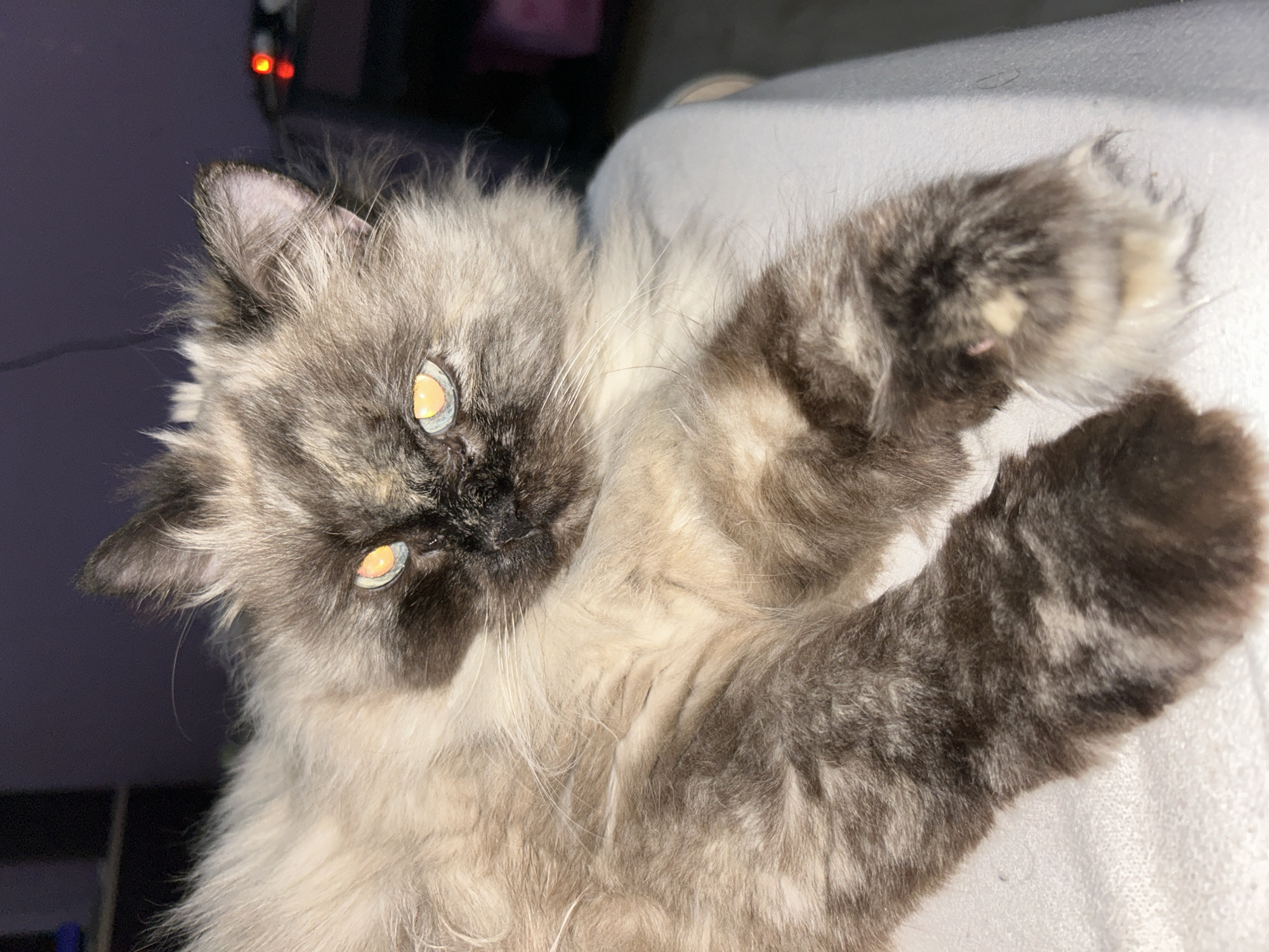 A fluffy, tan and dark brown cat with light yellow eyes is lying on its back on a white surface, possibly a bed or blanket. The cat's front paws are raised towards the viewer. The background is dark and out of focus, with a hint of a red light source visible in the upper left corner. Rusalevka, Russia, is not discernible from the image.