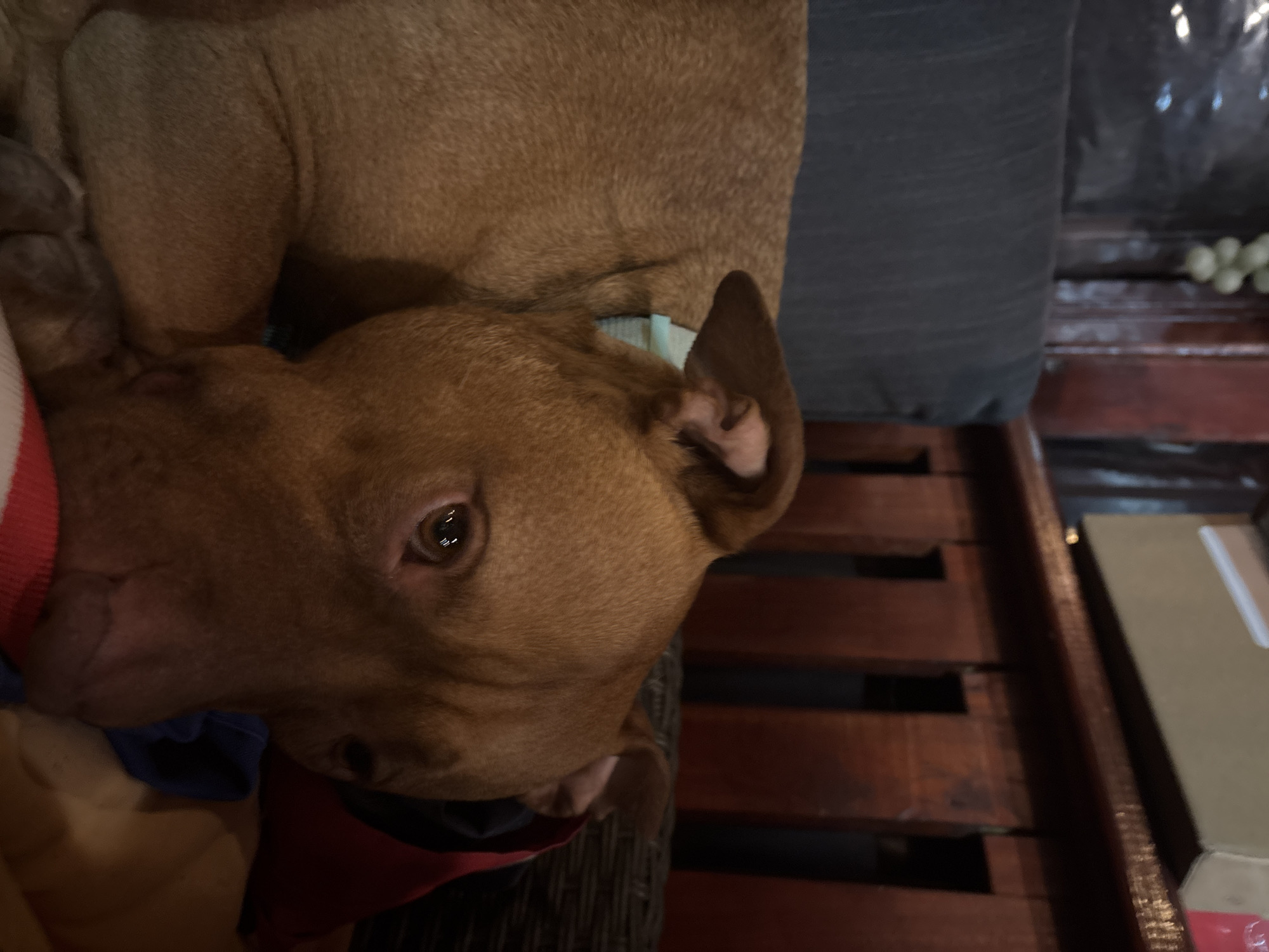 A medium-sized, brown-coated dog lies on a dark gray cushion, likely resting on a wooden-slatted surface. The dog wears a red and blue collar. A cardboard box is partially visible on the wooden surface, which is reminiscent of outdoor furniture. No people are visible. The location (Lom, Bulgaria) cannot be verified from this image alone.