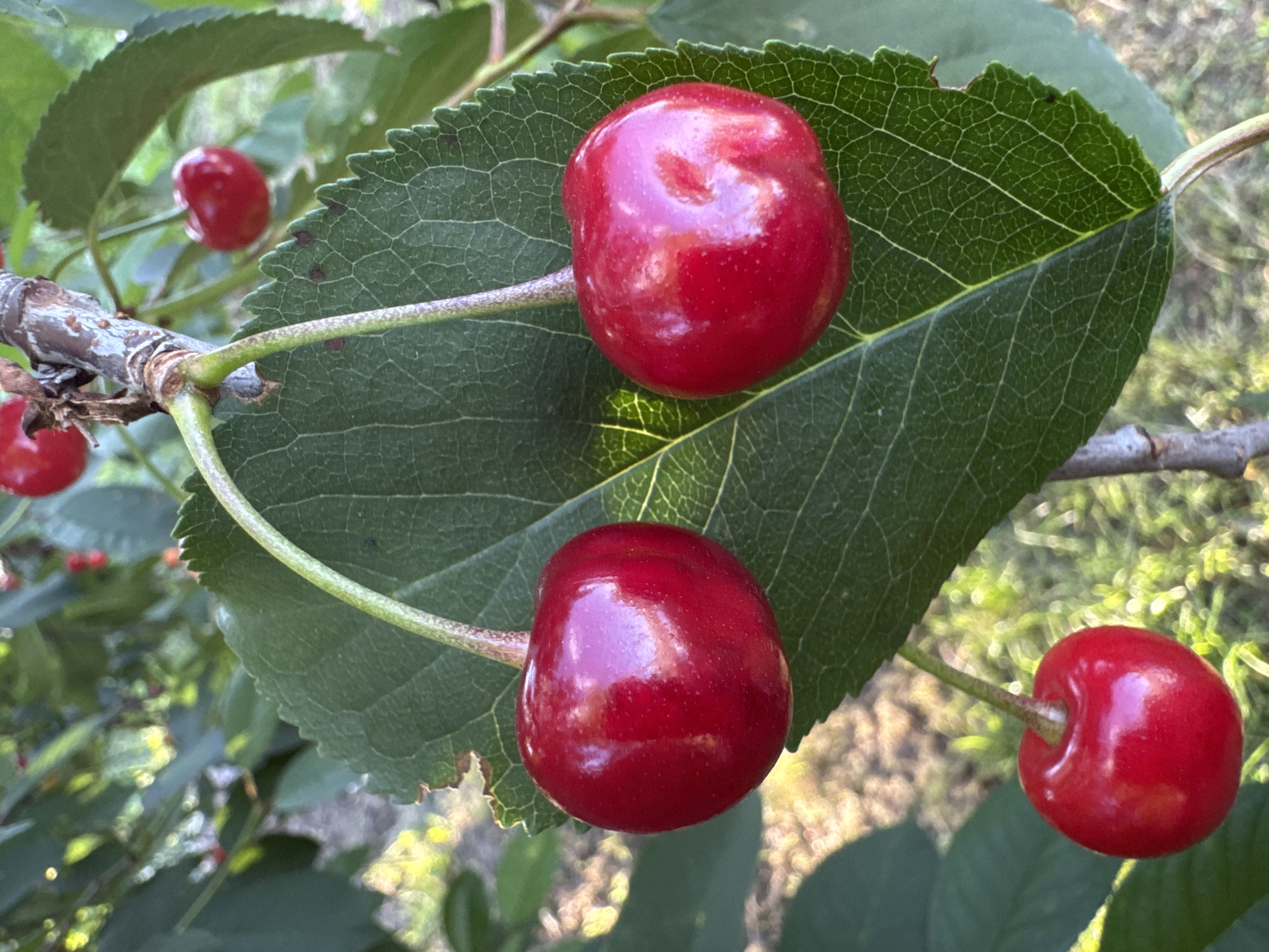 A close-up, outdoor photograph shows three ripe, red cherries hanging from a branch. The cherries are plump and glossy, with a dark red hue. They are attached to thin, green stems. One cherry is on the left, and two are to the right, with one of the two slightly out of focus. The cherries are situated in front of a large, green leaf with visible veins. The background is blurred, with hints of green foliage and dappled sunlight, suggesting a garden or orchard setting. The location is Unknown, Unknown.