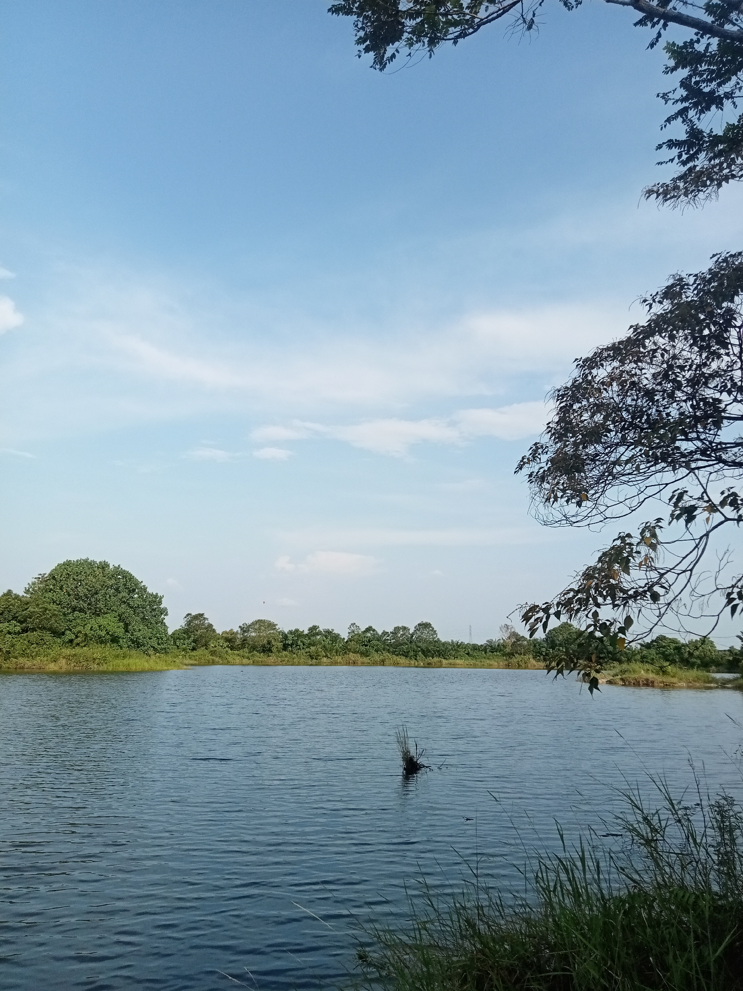 This is a photograph of a serene lake in Kualu, Indonesia, under a clear blue sky with sparse white clouds. The foreground features the calm, rippling surface of the lake, with tall green grass growing along the right bank. In the middle ground, a cluster of dry reeds emerges from the water, adding a rustic element. The background is dominated by a lush, green treeline that stretches across the horizon, dotted with various types of trees. A large, dense tree with broad leaves stands prominently on the left side of the treeline. The right side of the image is partially framed by the dark branches and leaves of a large tree, creating a natural border. The overall impression is one of natural beauty and tranquility.