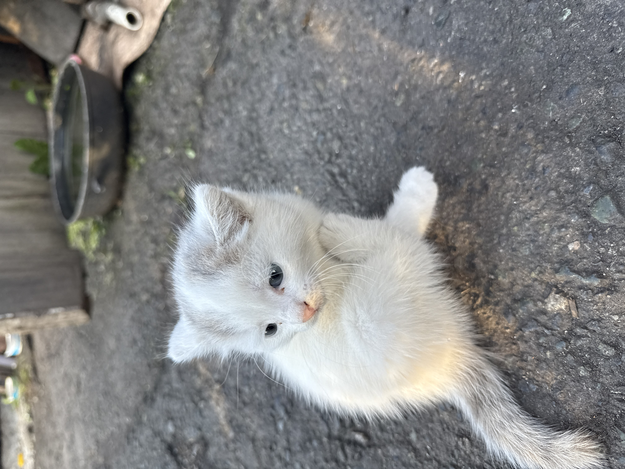 A fluffy, white kitten with light grey markings on its ears and tail sits on rough, dark grey asphalt. The kitten has blue eyes and a pink nose. Its body is angled to the left, with its head turned towards the viewer. A long, fluffy tail extends to the left and slightly downwards. In the background, out of focus, are some green plants, a dark, shallow bowl of water, and what appears to be a wooden structure and some pipes. The lighting suggests it is daytime, possibly late afternoon, casting shadows on the ground. The scene is likely located in a yard or an outdoor communal area in Kamensk-Uralsky, Russia.