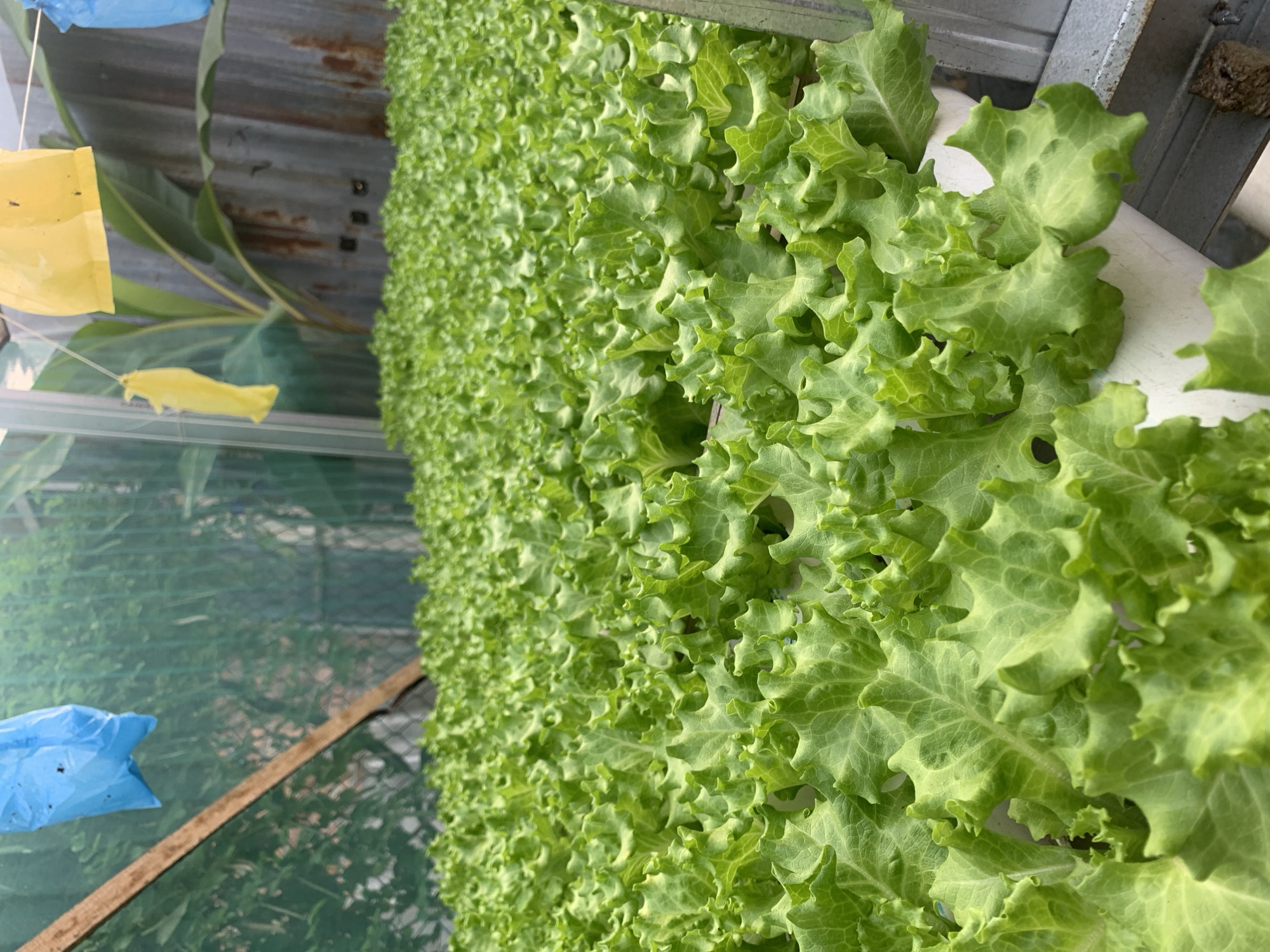 The image depicts a close-up view of a hydroponic farming system filled with lush, green lettuce plants. The lettuce leaves are ruffled and vibrant, indicating healthy growth. The plants are arranged in a dense, uniform manner, suggesting a commercial or large-scale operation. The growing system appears to be a channel or pipe-based setup, common in hydroponics.
In the background, elements of a greenhouse or protected growing environment are visible. A translucent green netting or shade cloth is stretched across a wooden frame, providing a diffused light. Suspended from strings are two colorful plastic bags, one bright blue and the other bright yellow, possibly used for pest control or as visual deterrents. A corrugated metal sheet is also part of the background structure, suggesting a more permanent enclosure. A large-leafed plant, likely a banana plant, is visible behind the lettuce.
The overall impression is one of an organized and productive agricultural setup. The scene is clean and well-maintained. There are no people visible in the image.
While the image itself does not contain specific landmarks to pinpoint its location to Palembang, Indonesia, it is consistent with modern agricultural practices that can be found in various urban and peri-urban areas, including those in Indonesia. Such hydroponic systems are often established to maximize food production in limited spaces or in areas where traditional farming may be challenging.