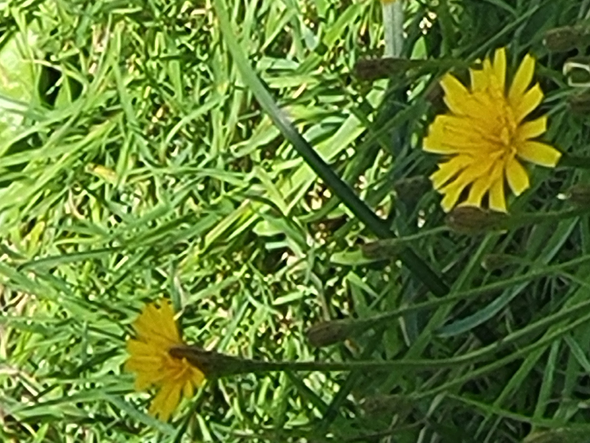 A close-up, eye-level shot of two yellow dandelions in the grass. The dandelions are bright yellow and have thin, pointed petals. The grass is green and appears to be a mixture of short and tall blades. The image is slightly blurry, suggesting it was taken with a handheld camera. The lighting is bright and appears to be natural sunlight, casting subtle shadows on the grass. There are no people or other objects visible in the scene.