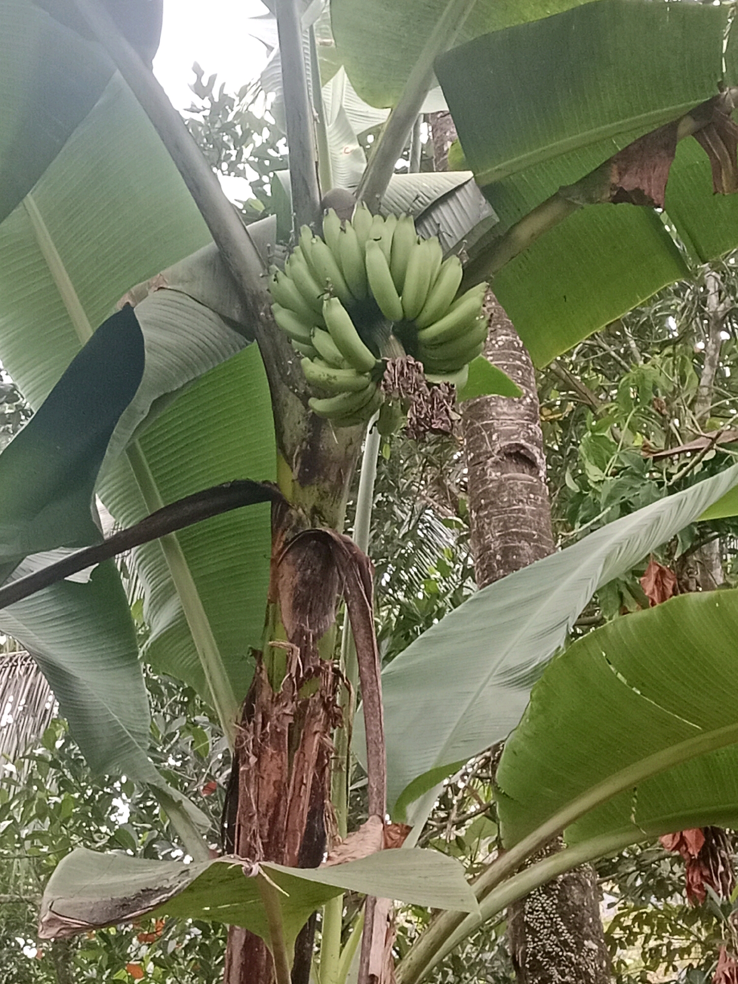 A bunch of green bananas hangs from a banana tree in Kramat, Indonesia. The image is taken from a low angle, looking up at the tree and its fruit. The bananas are tightly packed together, and the leaves of the tree are large and green. The background is a blur of green foliage and trees. The scene is natural and rustic.