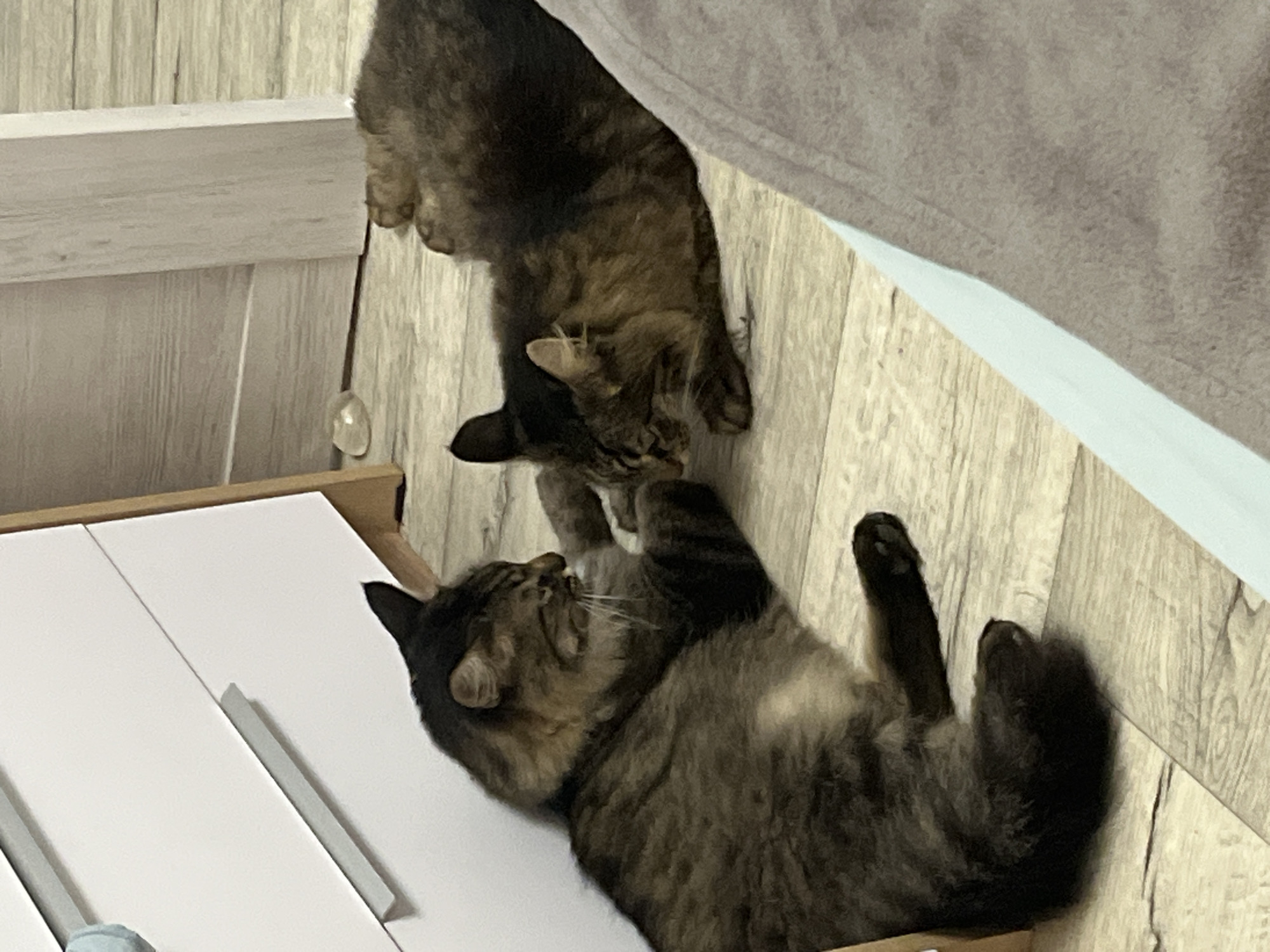 Two tabby cats are lying on a wooden floor near a white dresser and a closed door. The cat on the left is lying on its side, propped up on its elbow, with its head turned to the right. The cat on the right is lying on its back with its head turned to the left, and its paws are touching the other cat's face. The scene appears to be indoors, possibly in a home, in Krasnyye Barrikady, Russia.