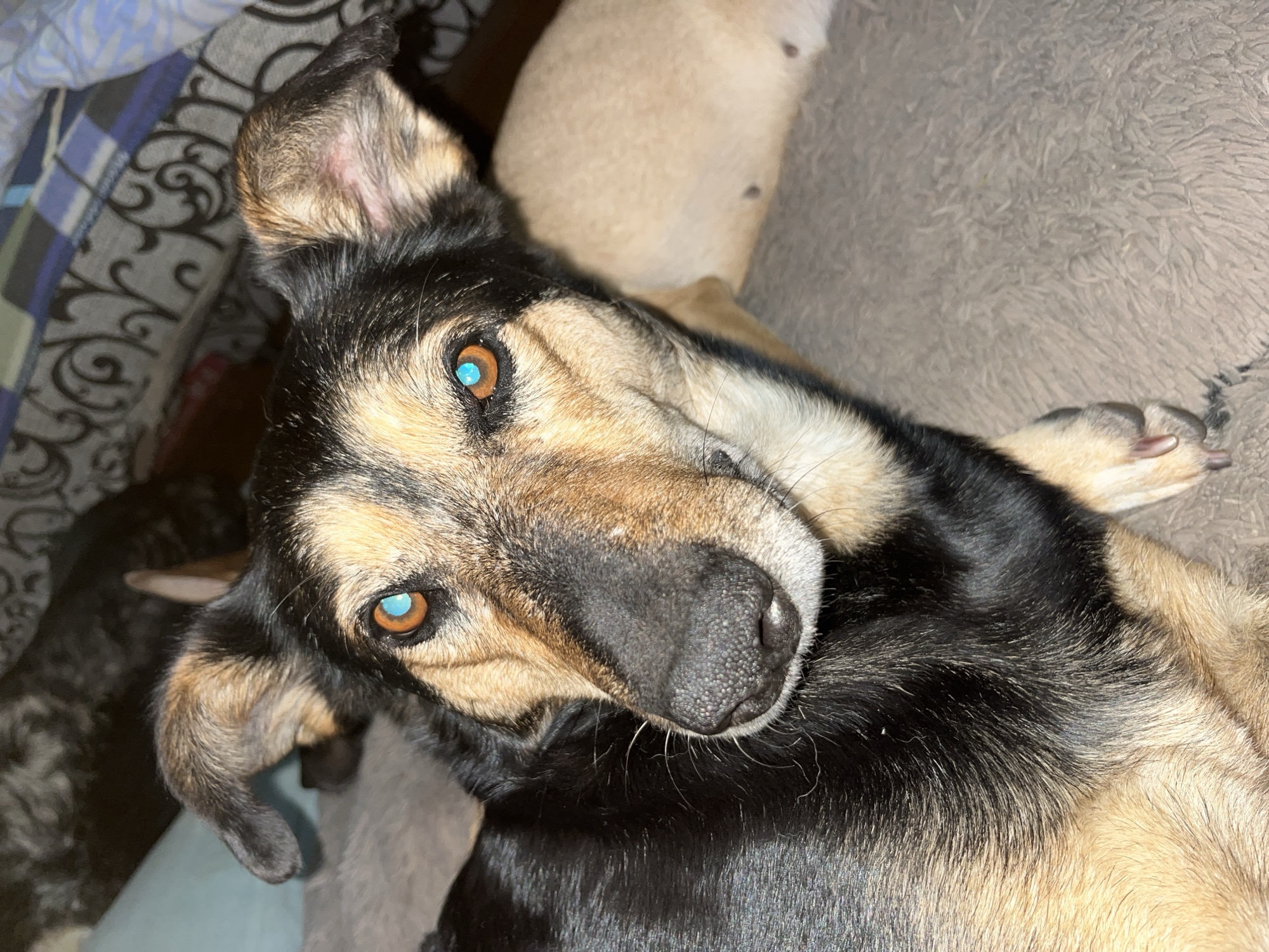 A close-up, eye-level shot focuses on the head and upper torso of a medium-sized dog with black and tan fur. The dog's head is tilted slightly to its right, and it is looking directly at the camera. The dog has bright, piercing blue eyes, which are unusual. Its ears are perked up and slightly turned outward. The dog's nose is black and appears wet. Its fur is short to medium in length, with a mixture of black on its back and head, and tan markings on its face, chest, and legs. The dog is lying down on a soft, gray, fuzzy surface, likely a blanket or rug. In the background, another dog, lighter in color, is visible lying down. The background also shows a blurred pattern of what appears to be bedding or a blanket with dark and light gray, white, and blue elements. There are no people visible in the image, and no specific landmarks are present to indicate a location within Nizhny Tagil, Russia. The lighting suggests an indoor setting, possibly at night or in a dimly lit room.