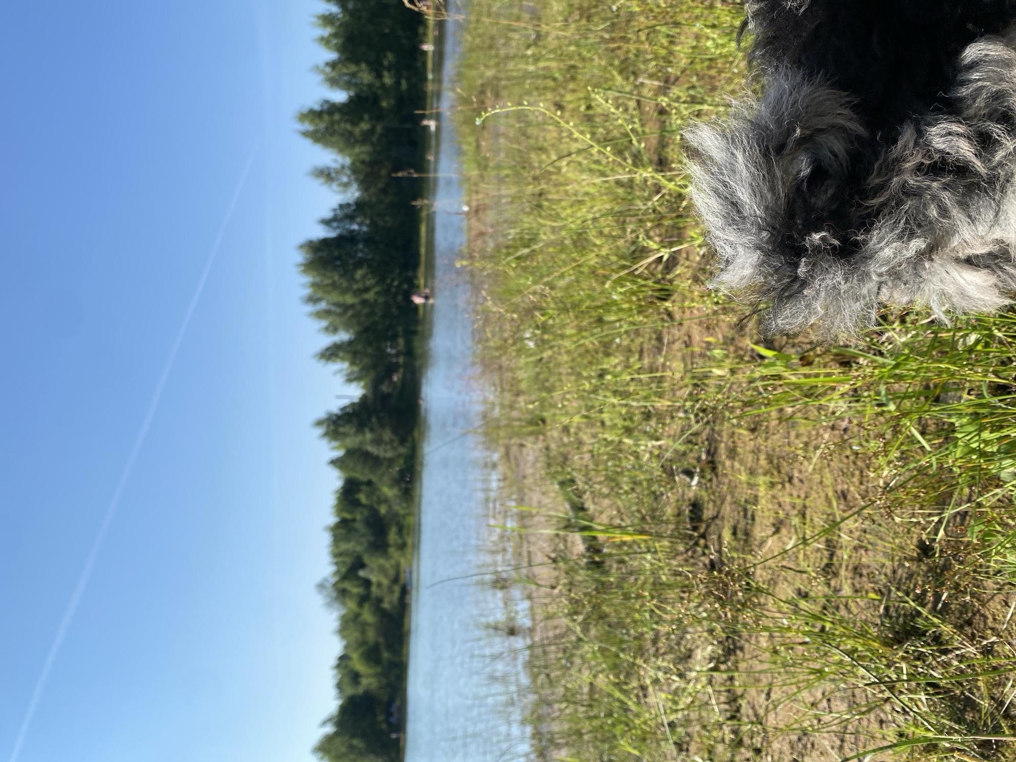 A close-up view of the back of a black and gray curly-haired dog is in the foreground, obscuring the lower right of the frame. Beyond the dog, a sandy bank with sparse dry grass and some green weeds leads to a body of water, likely a lake, which fills the middle ground. The water is calm and reflects the clear blue sky. In the distance, a line of green trees forms the horizon, and several people are visible in the water, appearing to be swimming or wading. The sky is a bright, cloudless blue with a faint white contrail stretching across it. The location is identified as Krasnaya Gorka, Russia.