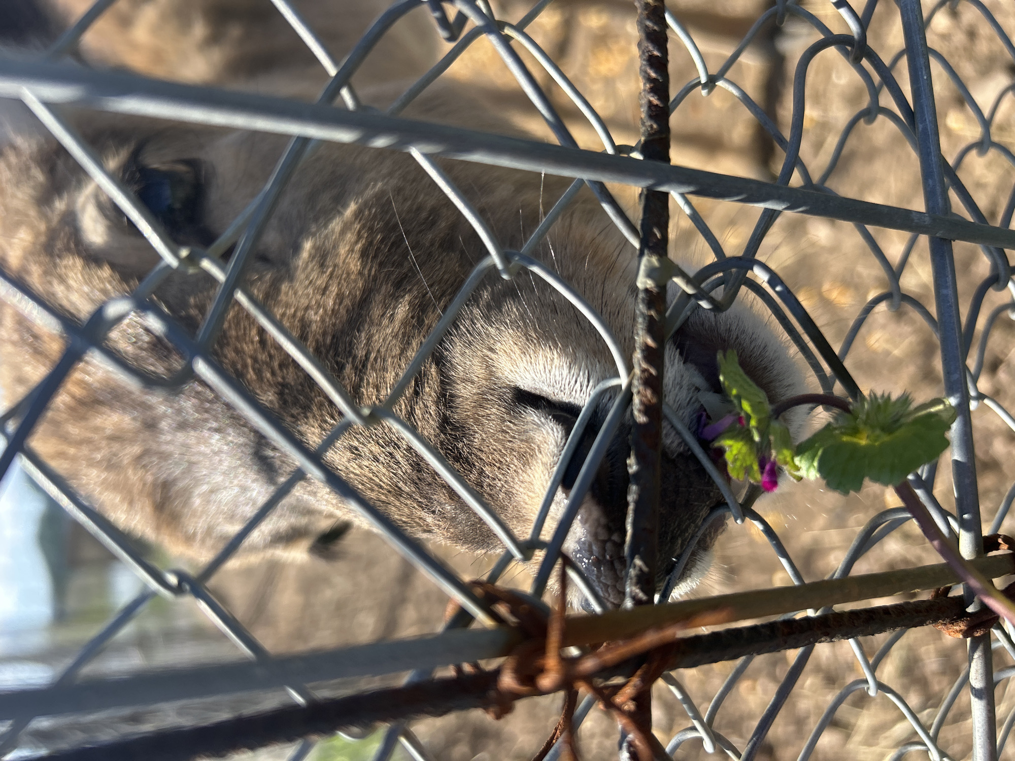 A close-up image shows the head of an animal pressed against a metal chain-link fence, with the animal's left eye visible. The fur is brown and gray. A vine with green leaves and small purple flowers grows through the fence near the animal's nose. The background appears to be a dry, grassy area. The scene is located in Червена могила, Bulgaria.