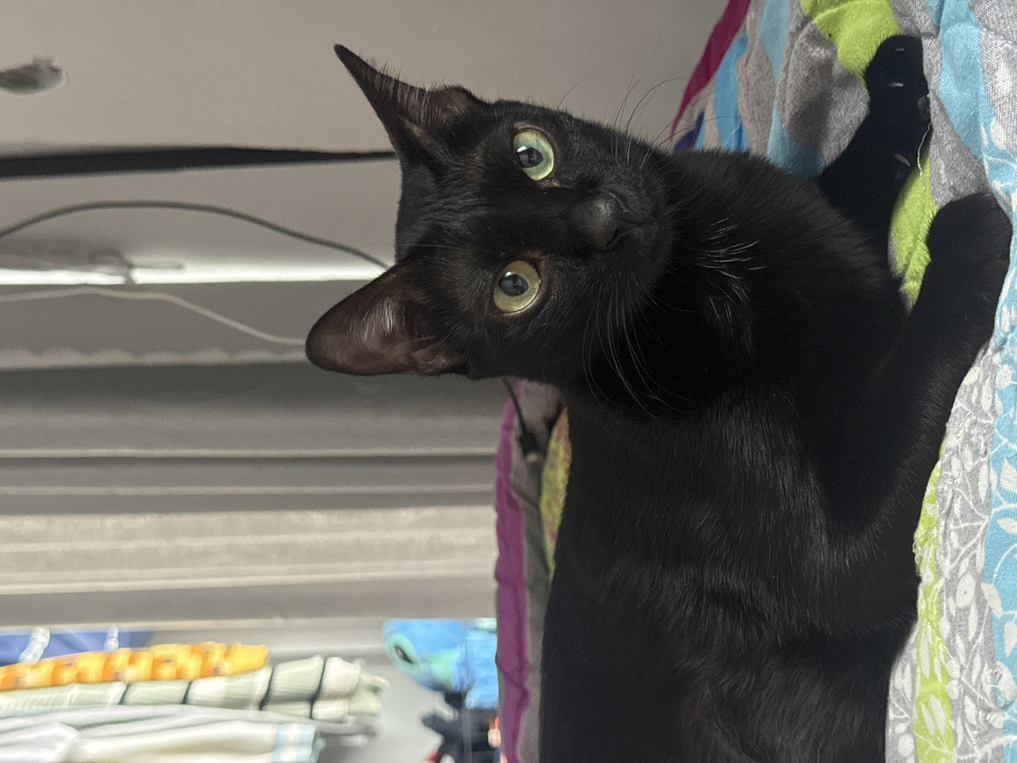 A black cat with green eyes is looking at the camera with its head tilted. The cat is resting on a patterned blanket with hues of blue, green, and gray. In the background, there is a horizontally striped surface and stacked fabric. No specific location in Mũi Né, Vietnam, can be determined. There are no people visible.