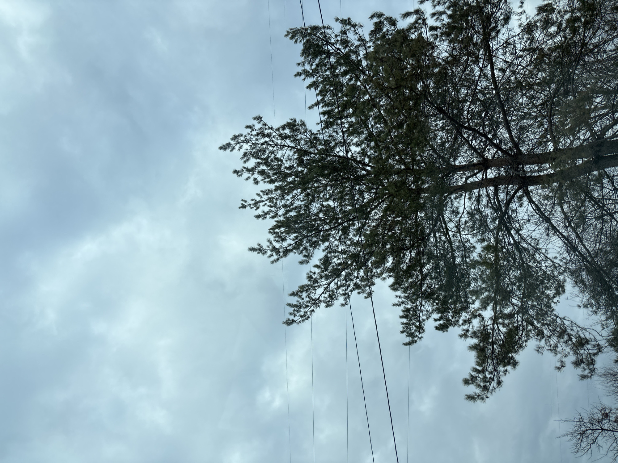 The image shows a view looking up at a tree against a cloudy sky. Several dark, vertical lines, likely power lines, cut through the image, interspersed with the tree branches. The tree appears to be a coniferous type, with dense foliage on some branches and more sparse branches on others. There is a small section of a second tree branch visible in the bottom right corner of the image. The sky is overcast, with various shades of grey clouds covering the frame. Given the prompt's instruction of being located in Chaikovsky, Russia, it can be inferred that this image was taken in an outdoor area within that city.