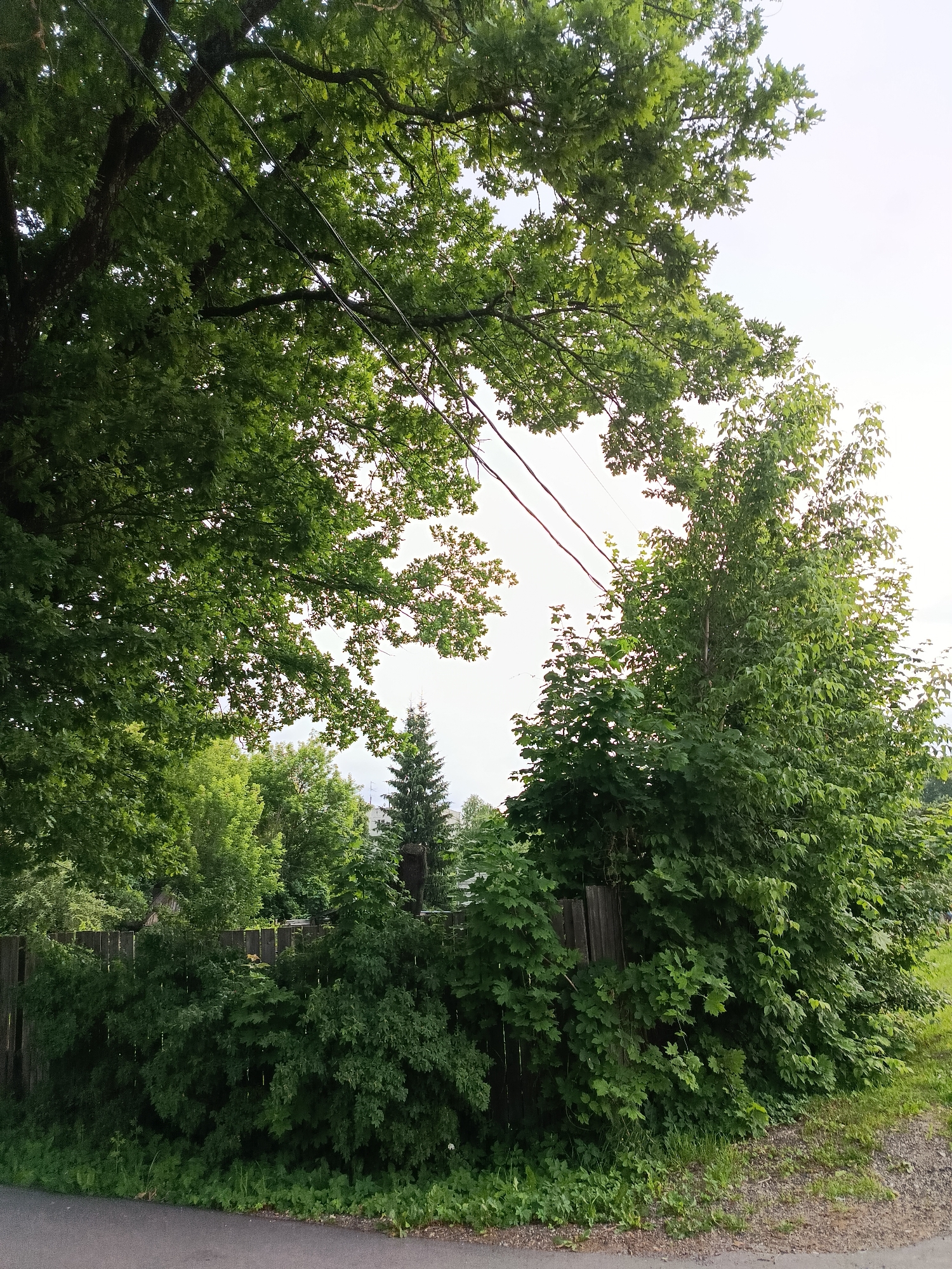 The image depicts a lush, green outdoor scene, likely on a cloudy day, with a focus on trees and vegetation. In the foreground, a paved road runs along the bottom edge, bordered by grass and foliage. A weathered wooden fence runs horizontally across the middle ground, partially obscured by dense green bushes and trees. Behind the fence, a variety of trees can be seen, including a prominent evergreen tree in the mid-right. Overhead, the branches of a large deciduous tree, possibly an oak, fill the top left portion of the frame, with power lines strung between them. The background shows a bright, overcast sky. The overall impression is one of a natural, perhaps slightly overgrown, setting with evidence of infrastructure. The location is identified as the city of Vereya, Russia.