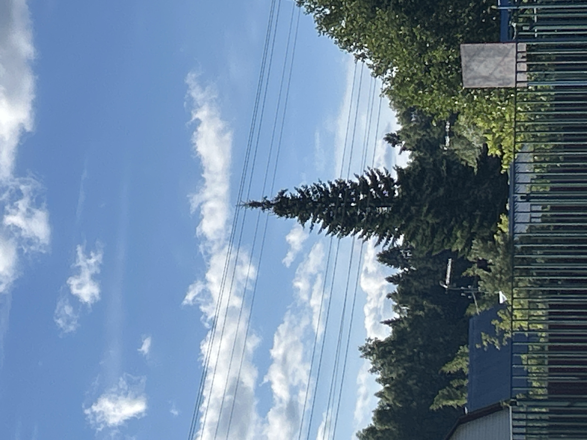 The image depicts an outdoor scene with a clear blue sky and scattered white clouds. Several power lines stretch horizontally across the upper portion of the frame. A tall, dark green evergreen tree stands prominently in the center, its pointed top reaching towards the sky. A dense line of trees, predominantly evergreens, forms a backdrop behind it. In the foreground, a dark green metal fence runs horizontally, partially obscuring a glimpse of a building with a dark blue roof on the left and other structures and greenery. A light-colored, rectangular object is visible to the right of the evergreen tree, positioned behind the fence. The overall impression is one of a somewhat rural or suburban setting, possibly on the outskirts of a city. There are no people or animals visible in the image.