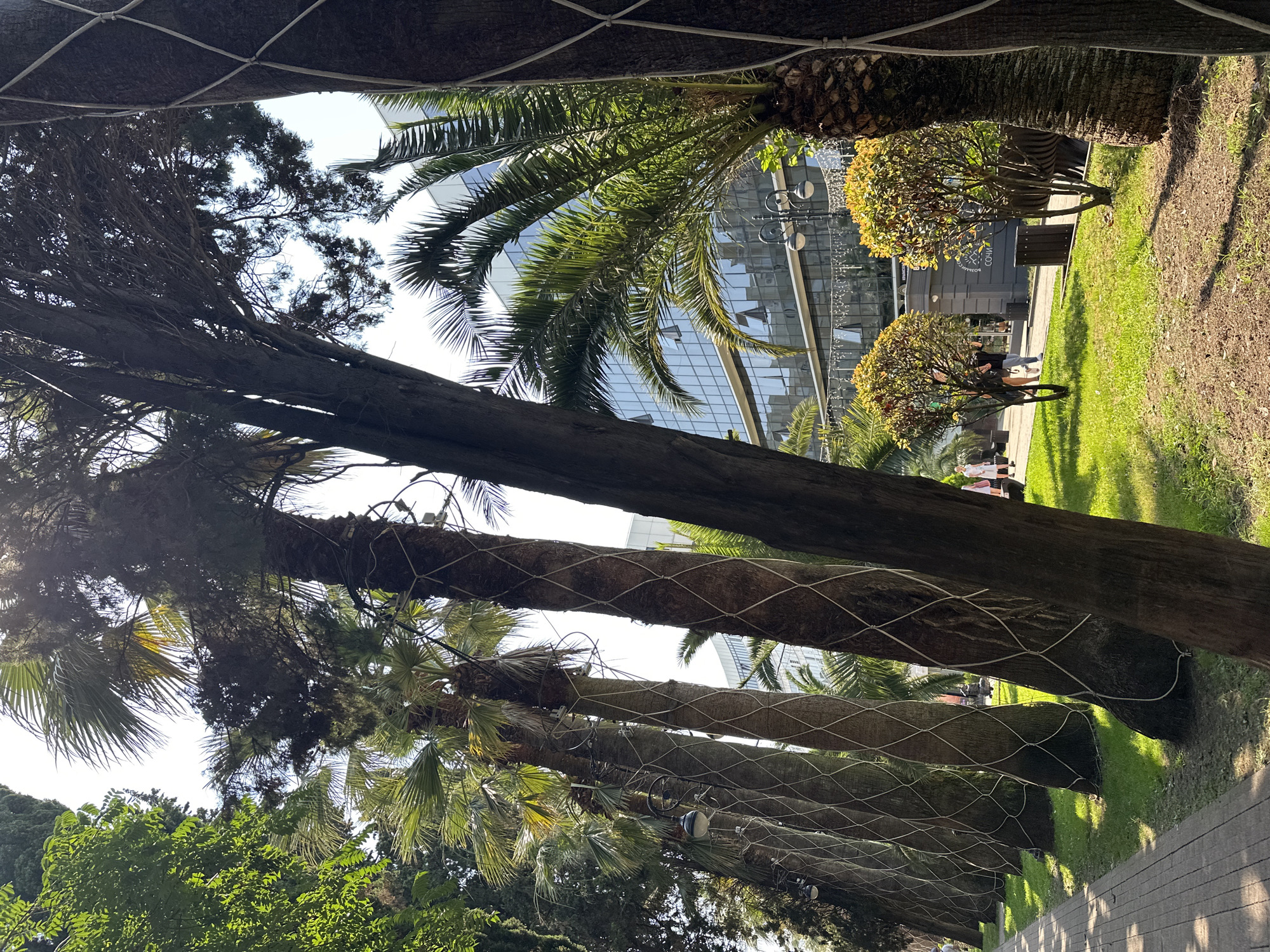 The image depicts a tree-lined walkway in Sochi, Russia, with a modern glass-fronted building in the background. The foreground features several palm trees with netting wrapped around their trunks, suggesting they are being protected or maintained. To the left of the walkway, there is lush green grass and ornamental bushes.
A few people are visible in the mid-ground, walking along the pathway. One person, a woman in a white dress, is walking away from the camera. Another individual, a person wearing a backpack, is also present. The environment appears to be a public space, possibly a park or a promenade, given the presence of benches and streetlights.
The building in the background is contemporary in design, with numerous windows reflecting the sky. The lighting suggests it is daytime, with sunlight casting shadows on the ground. There is a sign with Cyrillic text on the building, which reads "СОЧИ" (Sochi), confirming the location. The overall scene conveys a sense of a well-maintained urban environment with a focus on greenery and public amenities.