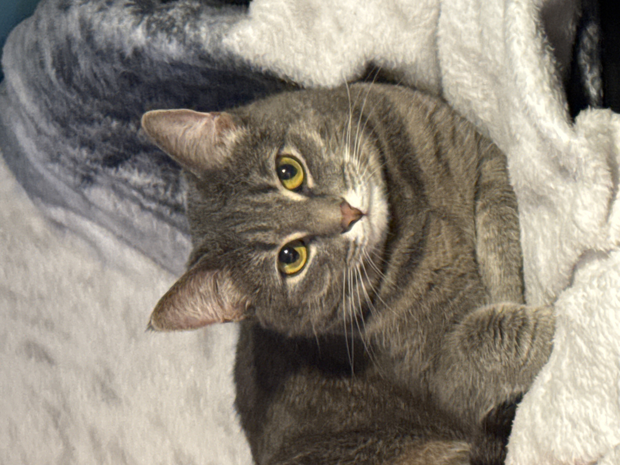 A domestic short-haired tabby cat with grey-brown fur and distinct darker grey mackerel stripes is depicted lying on soft, textured blankets. The cat is positioned centrally, facing directly towards the viewer with an alert expression. Its eyes are a prominent bright yellow-gold with vertically elongated black pupils. The nose is small and pinkish-brown, and several long, white whiskers extend from its muzzle. Both ears are erect and pointed, exhibiting a fine texture on their inner surface. The cat's body is partially visible, showing its front paws tucked beneath its chest. It rests on a light grey or off-white fluffy blanket that occupies the lower and left portions of the frame. Behind the cat, a darker grey, possibly patterned or folded, textured blanket is visible, providing a contrasting background. The lighting is soft and even, highlighting the textures of the fur and blankets. The scene appears to be indoors.