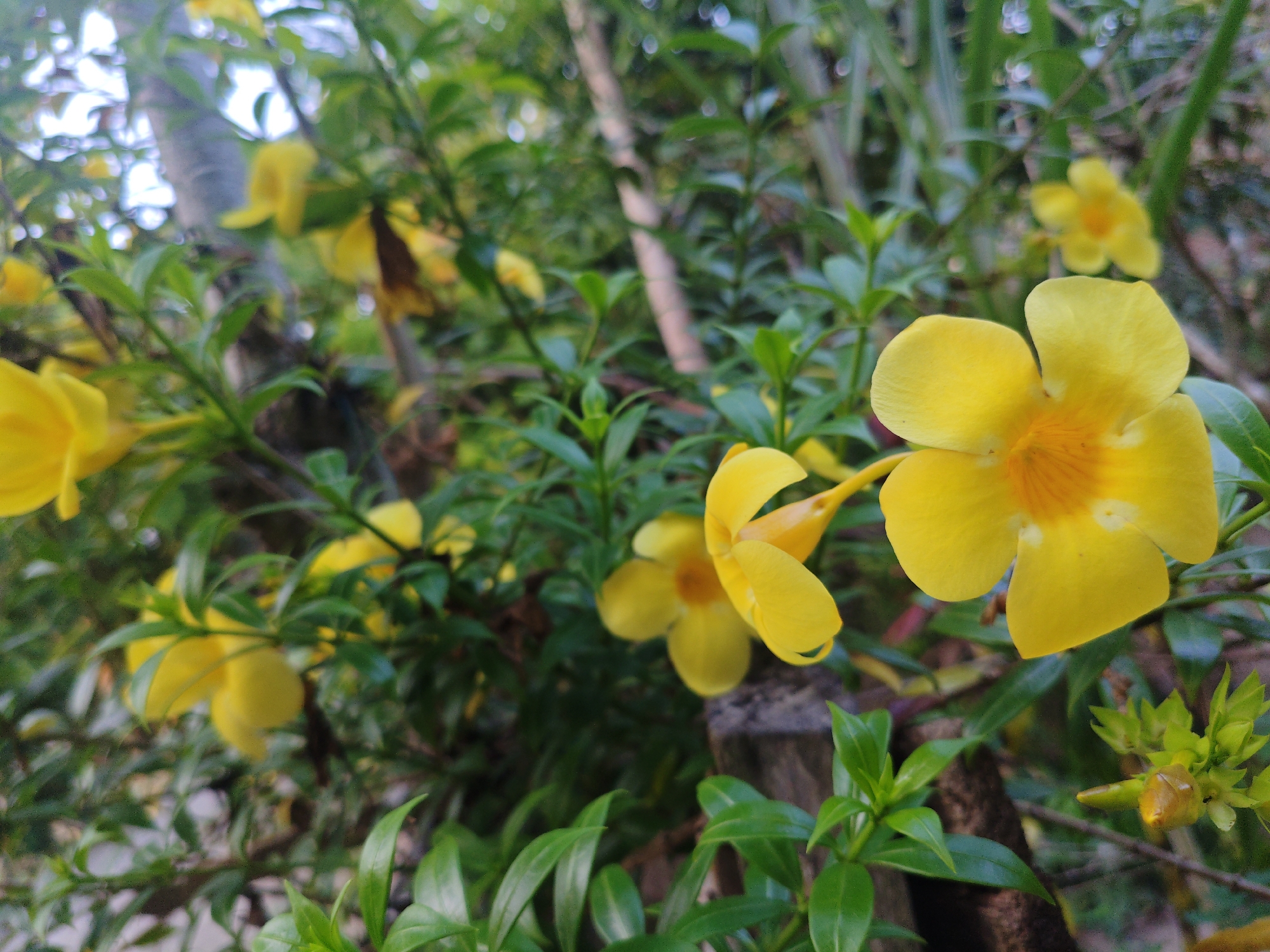 This is a close-up photograph of bright yellow allamanda flowers in bloom, set against a backdrop of lush green foliage. The flowers, with their trumpet-shaped petals and vibrant orange centers, are the primary subjects. Some flowers are in full bloom, while others are still buds. The scene appears to be in a natural or garden setting, possibly in the city of Tanjongmesjid, Indonesia, given the tropical vegetation. The lighting suggests it is daytime, with soft light illuminating the flowers. The image is characterized by its shallow depth of field, with the foreground flowers in sharp focus and the background elements blurred. There are no people or animals visible in the image. The overall impression is one of natural beauty and vibrant color.