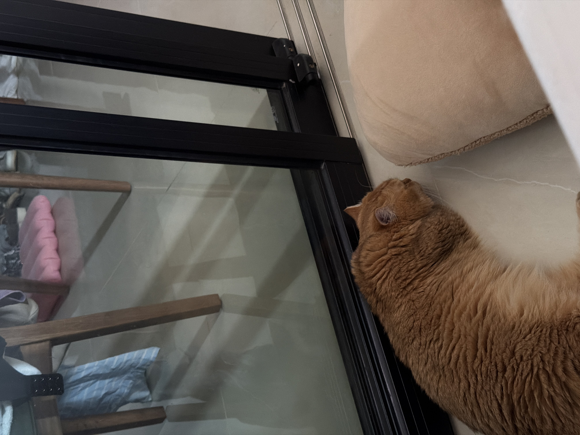 An orange cat is lying on the floor next to a large glass door. The cat is facing to the right and its eyes are closed. A beige cushion is placed to the right of the cat. In the background, there are wooden chair legs and a pink cushion visible through the glass door. The floor is tiled and reflects the light. This scene appears to be indoors, likely in a residential setting within the city of Đà Nẵng, Vietnam.