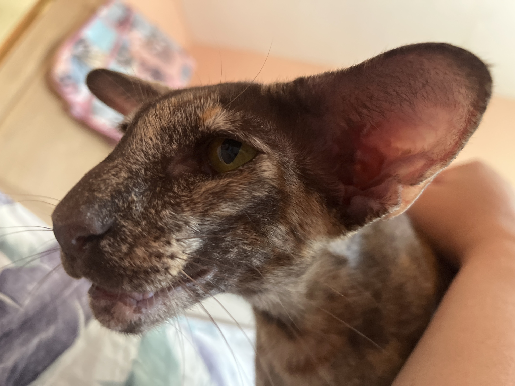 Close-up shot of a brown, mottled-furred cat with large ears and green eyes. The cat's mouth is slightly open, revealing teeth. A human arm is visible on the right side of the frame, appearing to hold the cat. The background shows a bed with patterned bedding and a blurry object. The location is not determinable from the image.