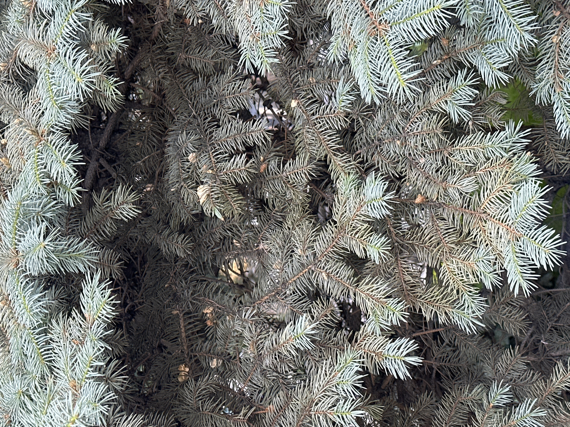 A close-up image shows the branches and needles of a blue spruce tree. The needles are primarily silvery-blue, with some exhibiting a brownish tinge, particularly deeper within the tree's structure. The density of the branches creates a textured, layered appearance. The image was taken in Yerevan, Armenia.