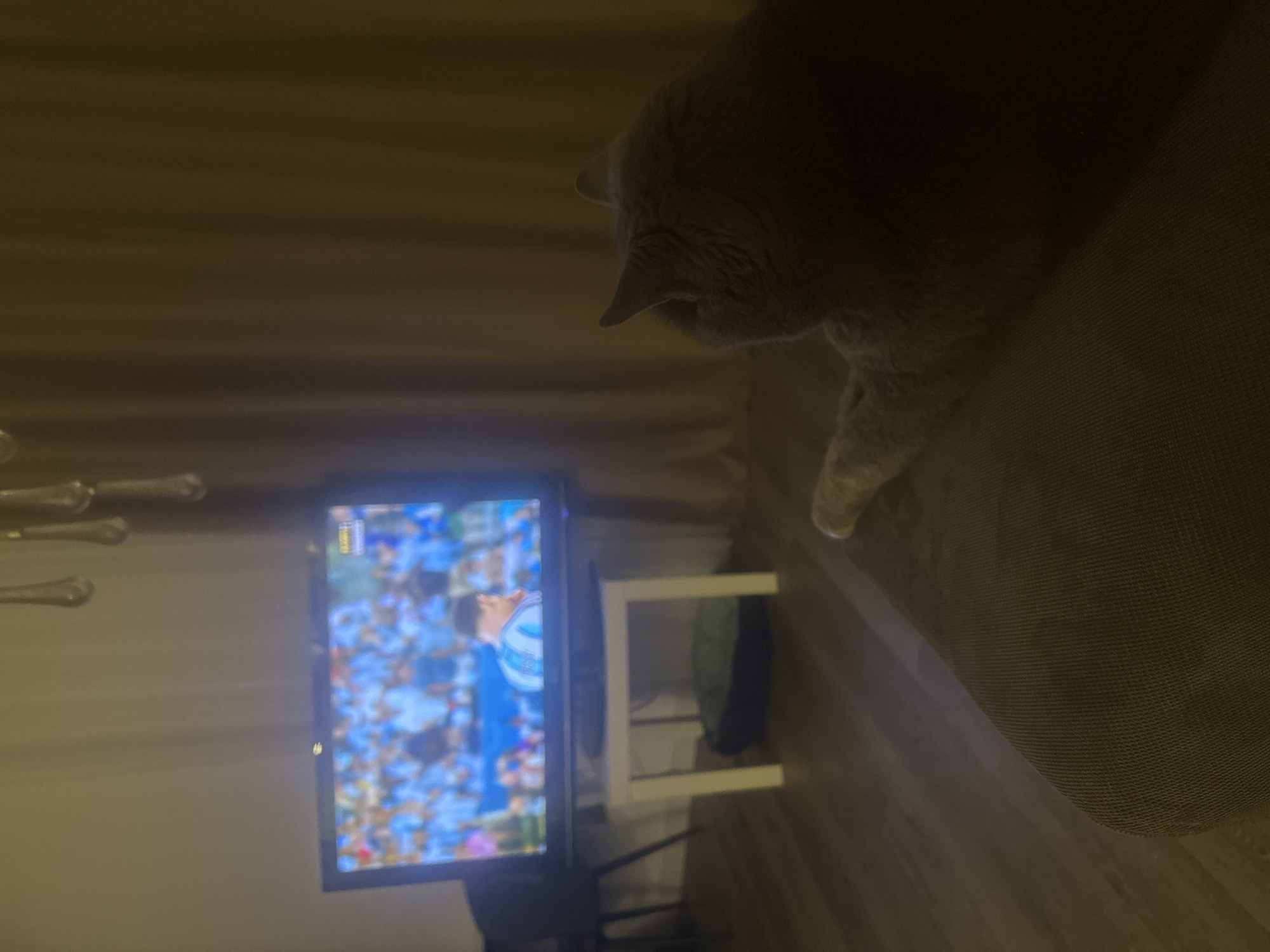 A gray cat is lying on a couch, facing a television screen that displays a soccer game. The room is dimly lit, with curtains in the background. A white side table is positioned in front of the television, with a pet bed on the floor beneath it. The floor is covered in wooden planks. The scene takes place indoors.