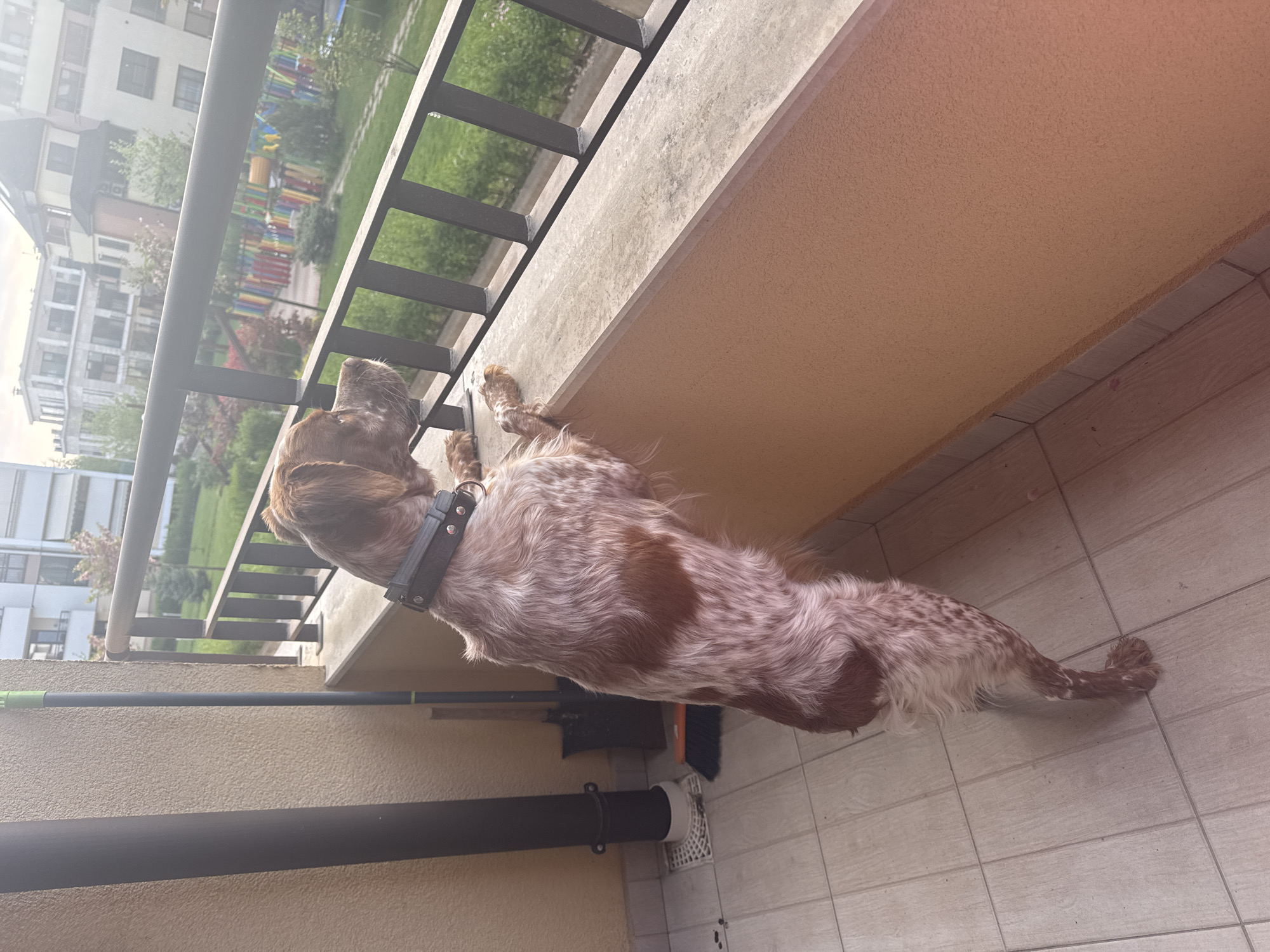 An adult brown and white speckled English Setter dog stands on a balcony facing outward, looking over the railing at a park. A black leather collar is around its neck. The balcony has beige walls and tiled floor, and a black metal railing. A broom leans against the wall. In the background, apartment buildings can be seen, as well as a playground with colorful equipment in the park. The scene appears to be in the city of Sofia, Bulgaria.