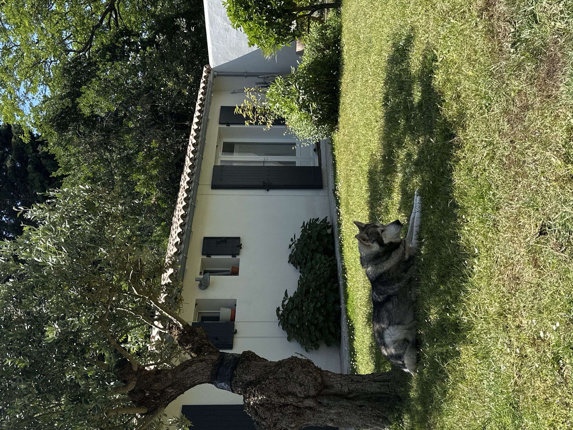 The photograph depicts a single-story white house with dark green shutters, located in La Couarde-sur-Mer, France. The building features a red-tiled roof and is partially obscured by trees and shrubbery. A large, gray and black dog is lying on the grass in front of the house, with its front paws raised. The lawn appears well-maintained. Sunlight casts shadows across the lawn.