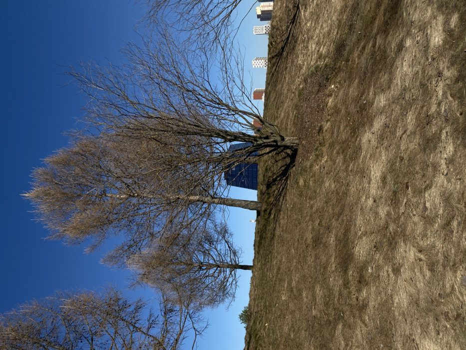 The image captures a sloped, natural landscape under a clear, bright blue sky in Moscow, Russia. The location is consistent with a viewpoint from a park or natural area overlooking the Setun River Valley towards the Kutuzovsky Prospekt area. The foreground and midground are dominated by a dry, brown-yellowish grassy hillside, indicative of dormant vegetation in late winter or early spring. Several bare deciduous trees with visible branch structures are positioned on the slope, casting long, sharp shadows to the right. A smaller evergreen shrub is present on the far left. On the distant horizon, modern urban architecture is visible. A prominent, dark blue, angular building with a distinct geometric design, identifiable as a Sberbank office structure, stands centrally behind the trees. To its right, a cluster of multi-story residential buildings with facades in white and reddish-brown hues are discernible. No individuals or specific animal subjects are clearly visible within the frame. The scene is illuminated by direct, strong sunlight.