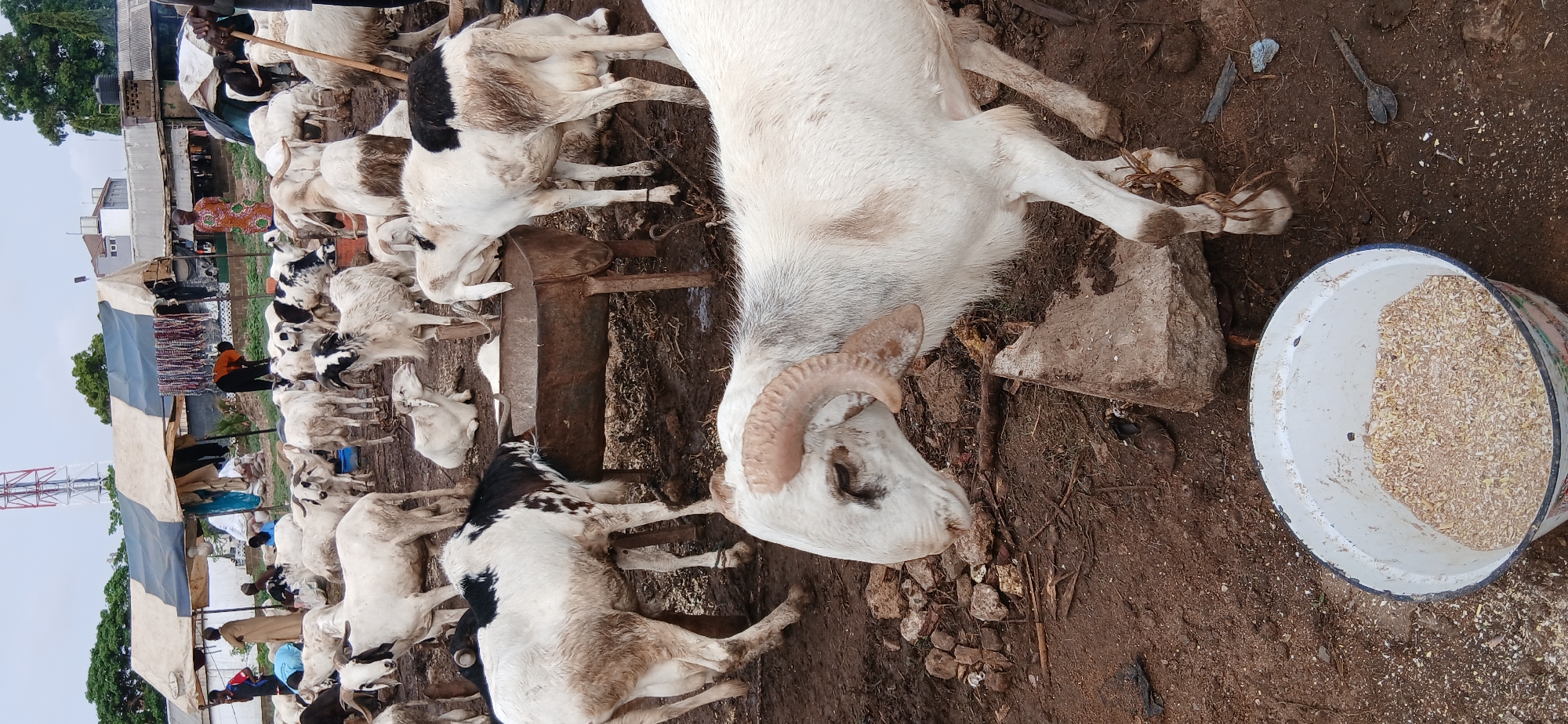 The image depicts a livestock market in Unguwar Sarki, Nigeria. A large group of white and black goats are densely packed in a muddy enclosure. A white bucket filled with feed sits on the ground. People are visible in the background, presumably vendors and customers. A structure covered with striped tarpaulin can be seen.