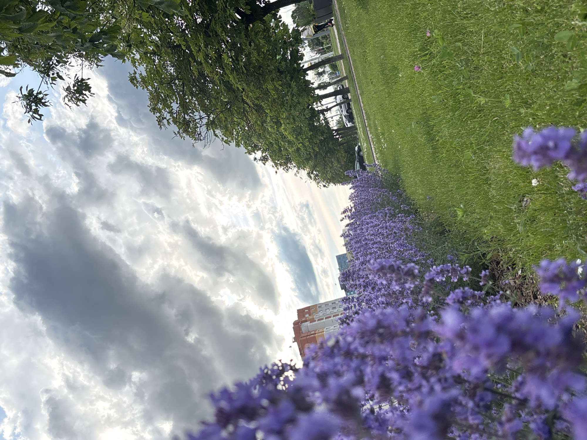 The image presents an urban landscape under an overcast sky featuring dense, dramatic grey and white clouds with patches of bright light indicating sunlight penetration.
In the immediate foreground on the left, a substantial bed of purple flowering plants, possibly lavender or catmint, is out of focus, creating a blurred, vibrant mass. Behind these flowers, in the mid-ground, a modern multi-story building with a distinctive reddish-brown roof section and light-colored (grey and white) facade panels is visible, along with other less distinct buildings in the distance.
To the right of the flower bed, a manicured green lawn extends across the mid-ground, dotted with sparse white and pink wildflowers. Further back on the right, a line of mature deciduous trees with lush green foliage, likely chestnut trees, borders a paved pedestrian path or sidewalk. Beyond the trees, several cars are visible on a road.
A single individual, wearing light-colored clothing, is seen riding a scooter along the paved path in the background on the right. The overall scene depicts a well-maintained urban park or street environment, characterized by structured landscaping, modern architecture, and light recreational activity. This type of urban setting, with its specific architectural style and public green spaces, is consistent with many areas within the city of Minsk, Belarus.