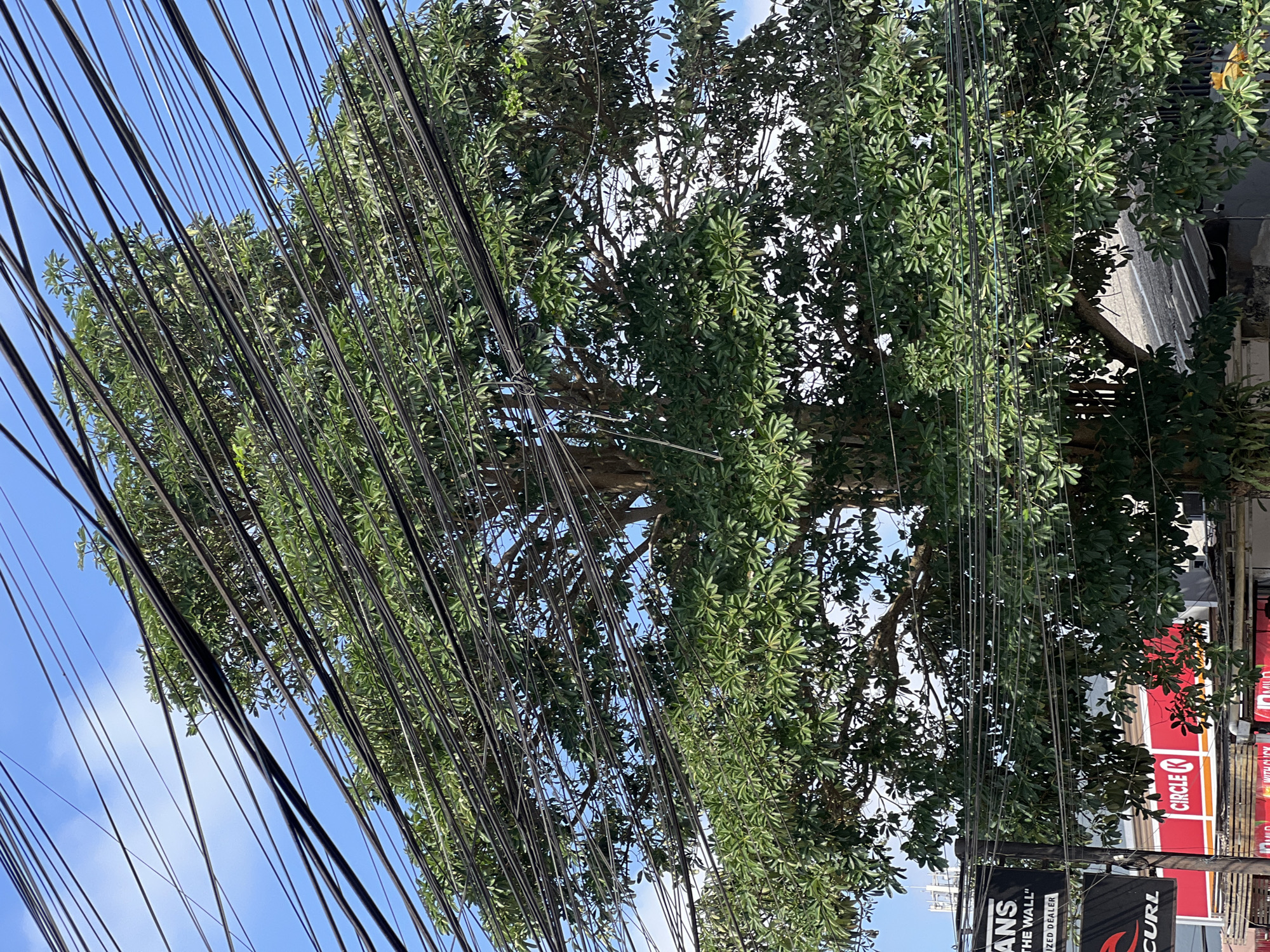A large tree with dense green foliage is the central subject of this image. Its branches and leaves are heavily interwoven with numerous black electrical wires that crisscross the frame. The wires are suspended against a bright blue sky with some wispy white clouds. In the lower portion of the image, several commercial signs are visible. One sign reads "VANS THE WALL" and another features the "CURL" logo. A red sign with a white circle and "K" inside, identifying a "CIRCLE K" convenience store, is also present. The scene appears to be in an urban or semi-urban setting, likely in Kuta Selatan, Indonesia, given the context. There are no people or animals visible in the frame. The overall impression is one of nature and urban infrastructure coexisting, with the electrical wires creating a complex visual pattern over the natural elements.