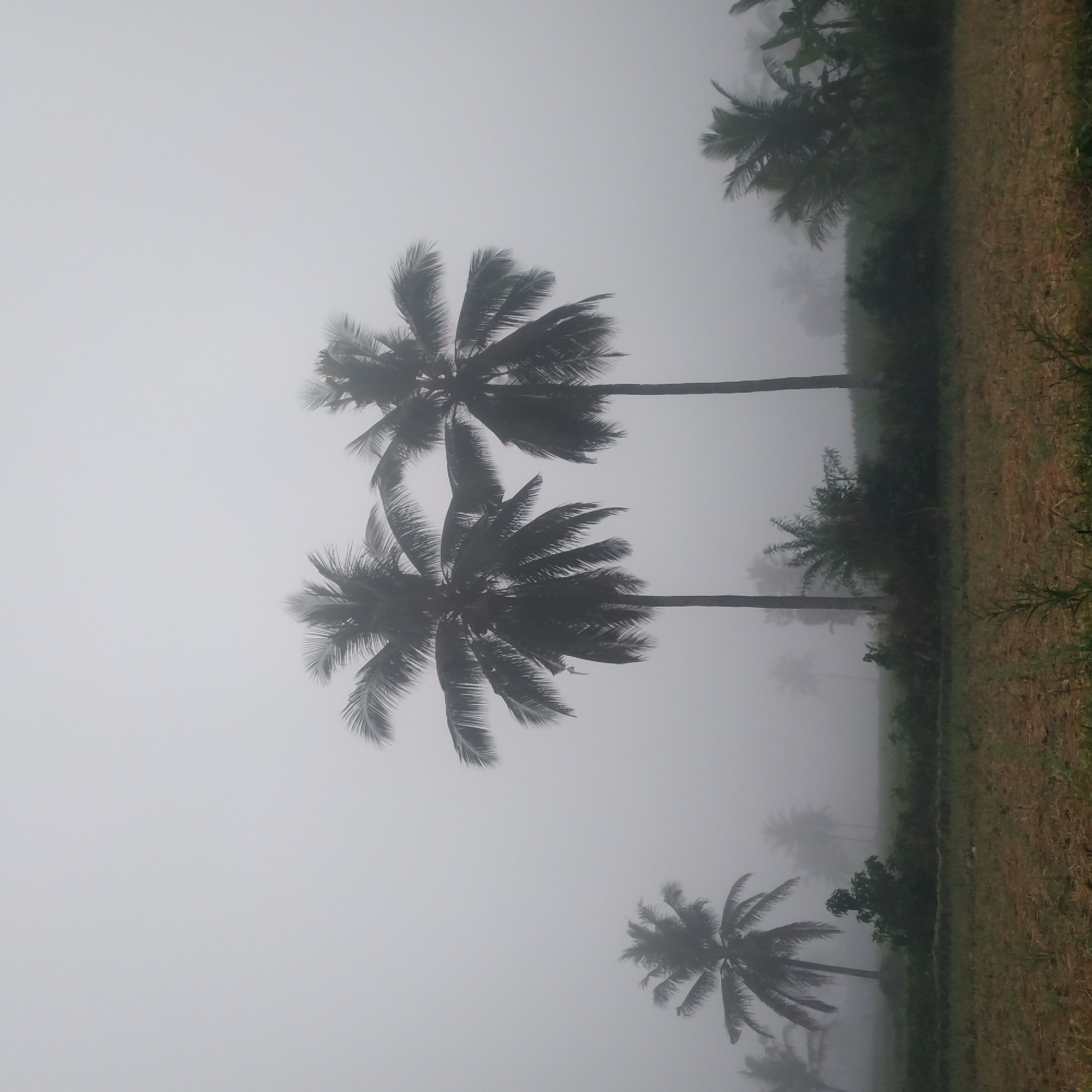 This image depicts a foggy morning scene in Arjasa, Indonesia, characterized by several silhouetted palm trees against a pale, overcast sky. The foreground shows a field with dry, brown vegetation, possibly harvested agricultural land. In the middle ground, a dense line of green foliage and shrubs runs horizontally across the frame, interspersed with more palm trees and banana trees which are softened by the fog. The dominant subjects are the palm trees, with two prominent ones in the center, their fronds spread wide. The overall atmosphere is muted and serene, with the fog obscuring distant details and creating a sense of depth and mystery. There are no people or animals visible in the image.
