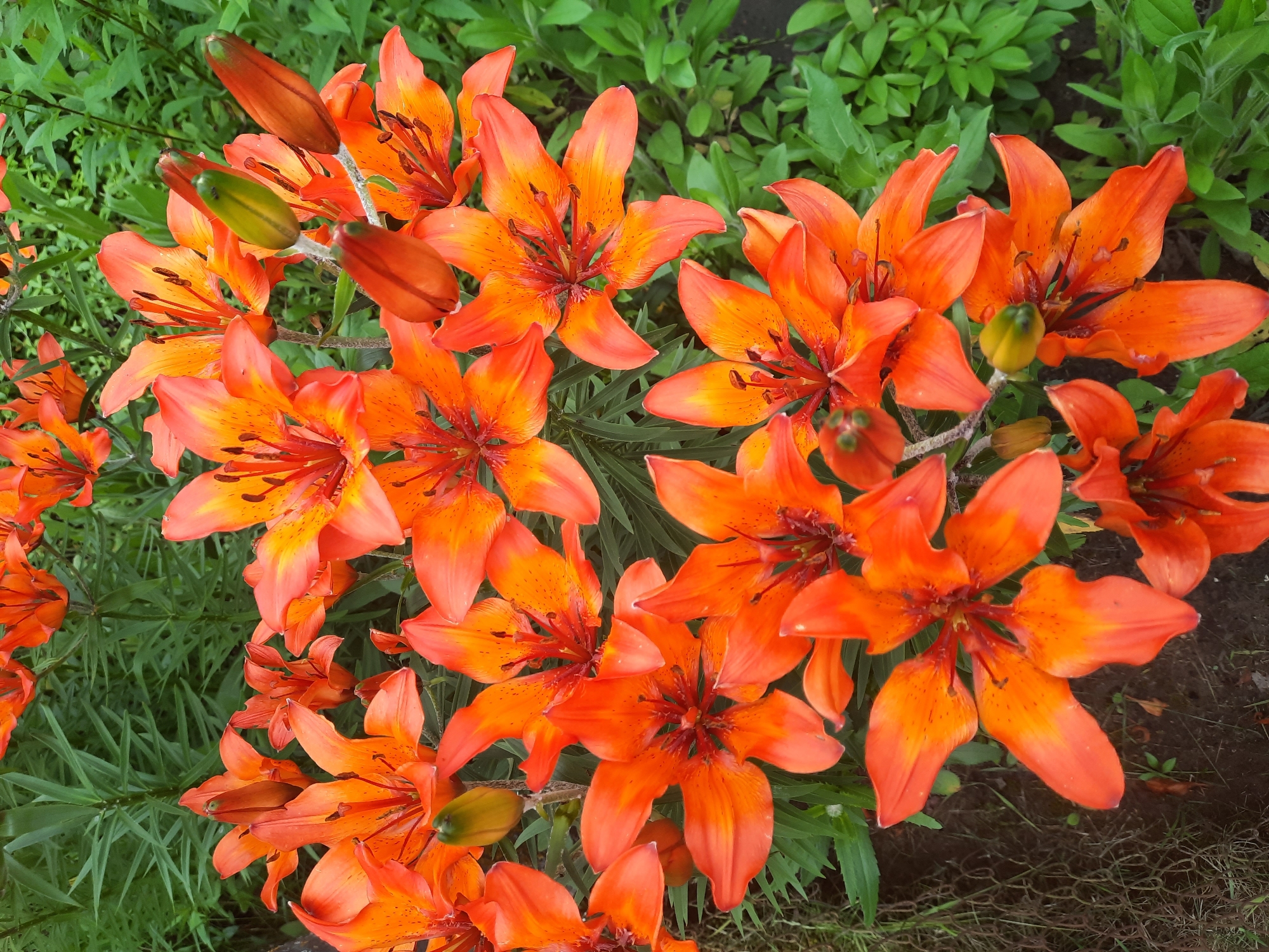 A close-up, overhead shot captures a dense cluster of vibrant orange lilies in bloom. The flowers, with their prominent stamens and speckled petals, are the primary subjects, filling most of the frame. Some lily buds, elongated and green with orange tips, are also visible, suggesting a garden in full bloom. The background consists of lush green foliage, indicating an outdoor setting, likely a garden or natural landscape. The lighting appears soft and natural, suggesting it might be daytime, possibly overcast or early morning/late afternoon. There are no people, visible text, or specific event depicted. The scene conveys a sense of natural beauty and the abundance of a flowering garden. The location is identified as Parėčča, Belarus.
