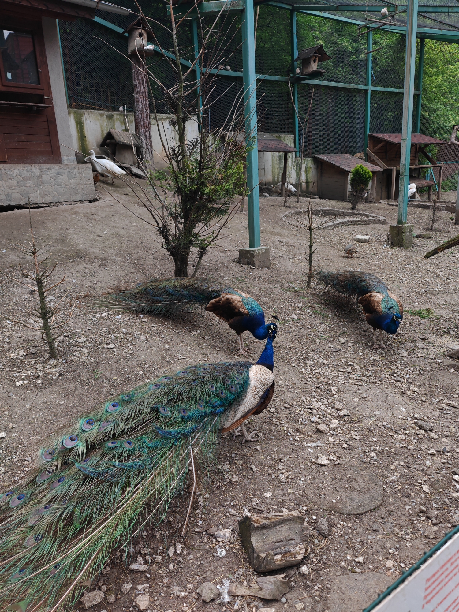 The scene is an outdoor enclosure, likely a part of a zoo or park, located in Shumen, Bulgaria. In the foreground are four peacocks. One peacock is in full view, displaying its iridescent green and blue tail feathers. Two peacocks are partially visible, each with their heads down, possibly foraging. The fourth peacock is further back. The ground is a mix of dirt and small rocks. In the background, there is a structure with stone and wood elements, possibly a building or animal shelter, and a series of wire-enclosed cages with birdhouses inside. White birds, potentially doves or pigeons, are visible within the cages. The environment includes trees and greenery, suggesting a forested or landscaped setting.