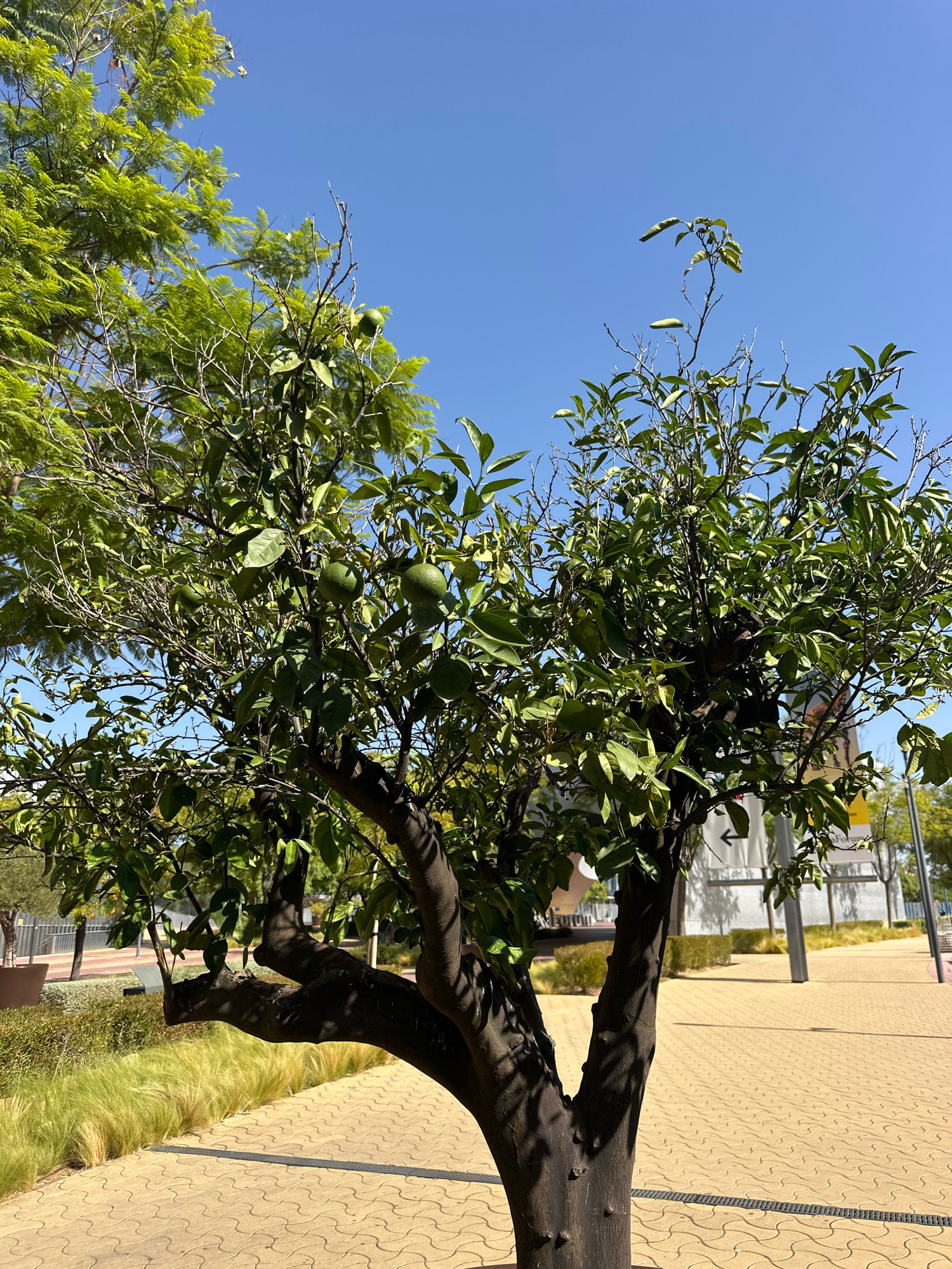 A medium shot captures a mature citrus tree with dark, gnarled branches and green leaves bearing several unripe green fruits. The tree stands in a paved area with a distinct wavy pattern of light brown interlocking tiles. To the left of the tree, a strip of ornamental grass with a golden hue runs parallel to the paving. In the background, a building with a light facade and some signage is visible, along with other trees and a clear blue sky. The scene appears to be an outdoor public space in Seville, Spain, possibly a plaza or a walkway. The lighting suggests it is daytime, with sunlight casting shadows.