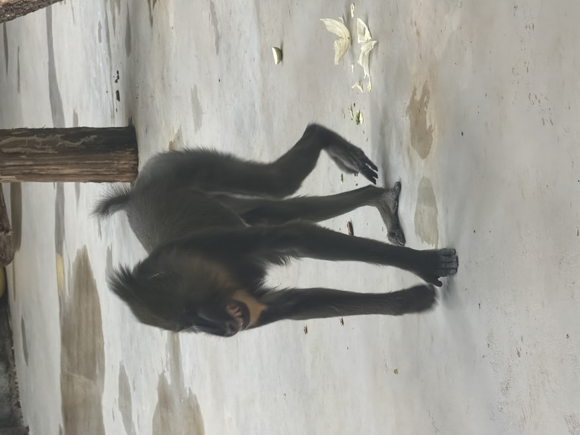 A primate, possibly a mandrill, stands on a concrete-like surface with four limbs visible. The animal's face is visible, showing teeth. A wooden log appears in the background on the left. Some scattered plant matter is visible on the concrete surface. The location is given as Perm, Russia, implying this is likely a zoo or similar enclosure.