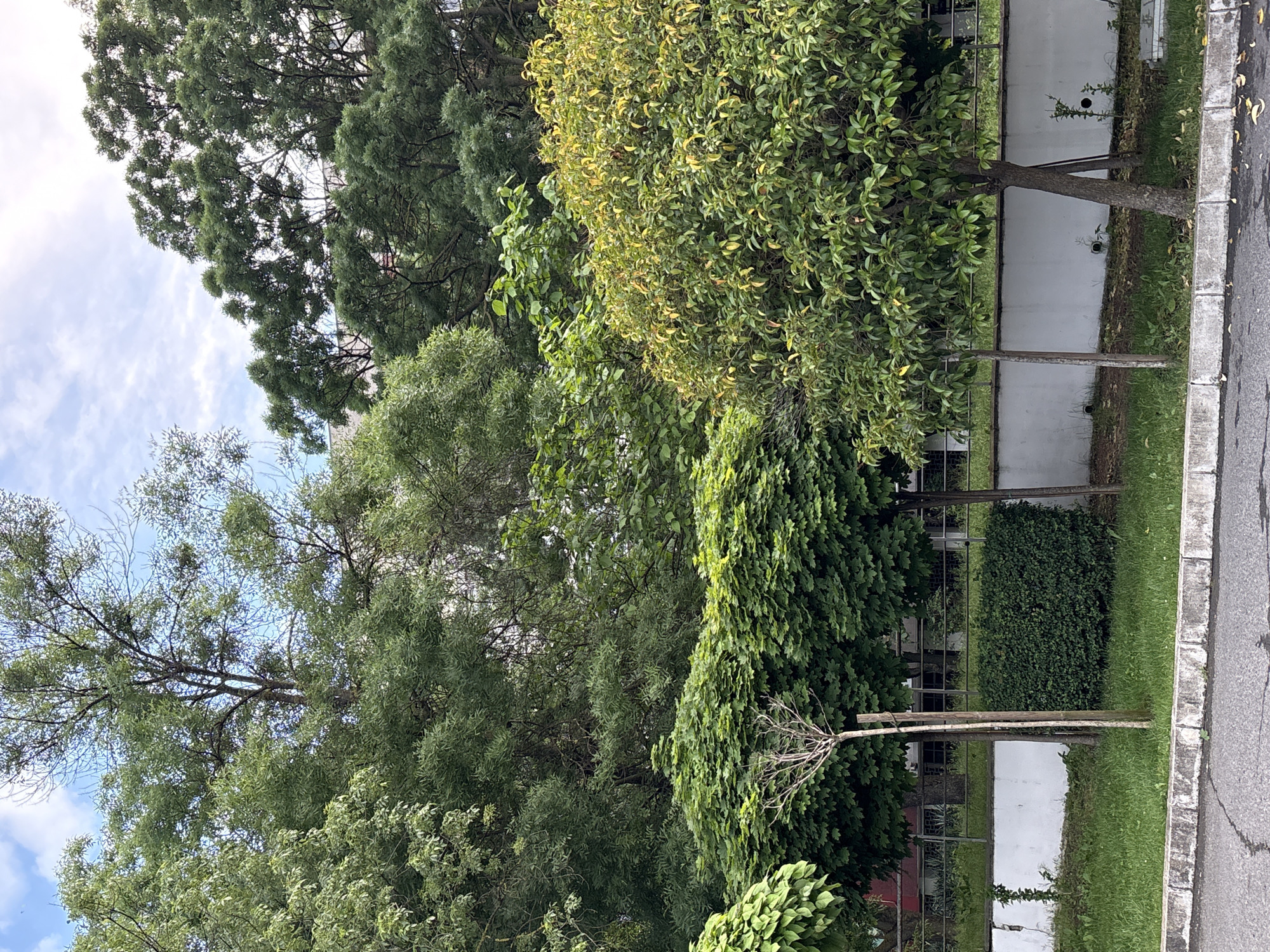 The image shows a street scene in Burgas, Bulgaria. A variety of trees with different foliage fill the foreground, bordering a sidewalk and street on the right. A white wall with a metal fence runs behind the trees. The sky with scattered clouds is visible through the trees. The angle of the image is oblique, with the camera tilted slightly upwards. No people are visible.