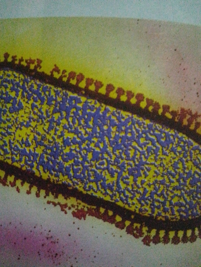 An elongated, oval-shaped structure dominates the image. Its interior is a mottled mix of yellow and blue. The structure is outlined by a dark brown border with repeating, bulbous protrusions extending outwards. The background is a muted gradient of yellow and pink with scattered spots. The overall texture appears grainy.