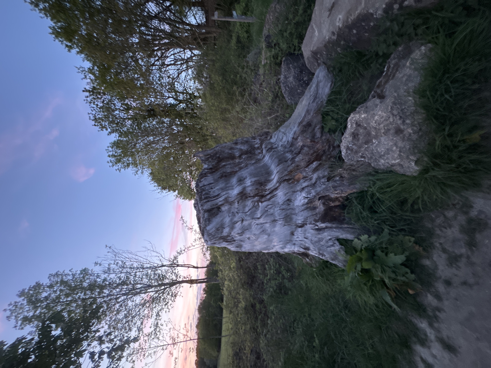 The image, depicting a natural landscape, captures a serene twilight scene, likely at sunset, in what appears to be Gometz-le-Châtel, France. In the foreground, dominating the right side of the frame, is a large, weathered tree stump or fallen log. Its surface is textured with deep, intricate grooves, and its color is a pale, almost silvery-grey. Surrounding the log and extending across the ground are patches of vibrant green grass and other low-lying foliage. Several large, irregularly shaped grey rocks and boulders are scattered amongst the greenery, some partially submerged in the grass.
In the midground and background, a dense line of trees and bushes with varied foliage creates a natural horizon. On the left, several trees, some with full canopies and others with more sparse branches, are silhouetted against the sky. The sky transitions from a clear, deep blue at the top of the frame to soft pink and orange hues near the horizon, typical of a dusk sky. A few wispy clouds are subtly tinted with pink.
There are no people or specific activities visible, creating a peaceful and tranquil atmosphere. The lighting is soft and subdued, consistent with the fading light of day. No text is visible in the image. The composition emphasizes the natural textures of the aged wood, solid rocks, and lush vegetation against the subtly colored twilight sky.