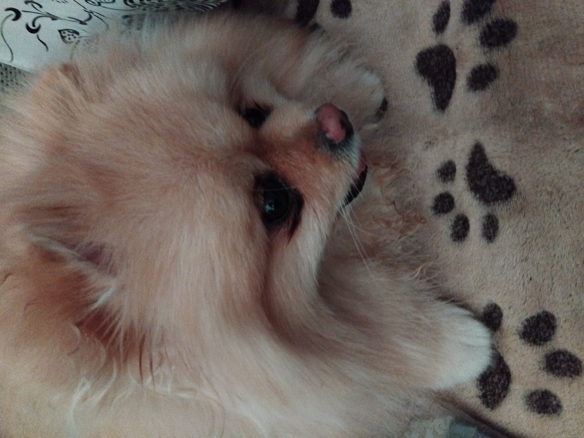 A close-up, high-angle shot shows the face of a Pomeranian dog. The dog has light brown fur and a pink nose. It is looking down and slightly to the right. The dog is lying on a beige blanket with a pattern of dark paw prints. A portion of a patterned fabric is visible in the upper right corner of the image. The scene is indoors. The location in Apriltsi, Bulgaria is not specified in the image.