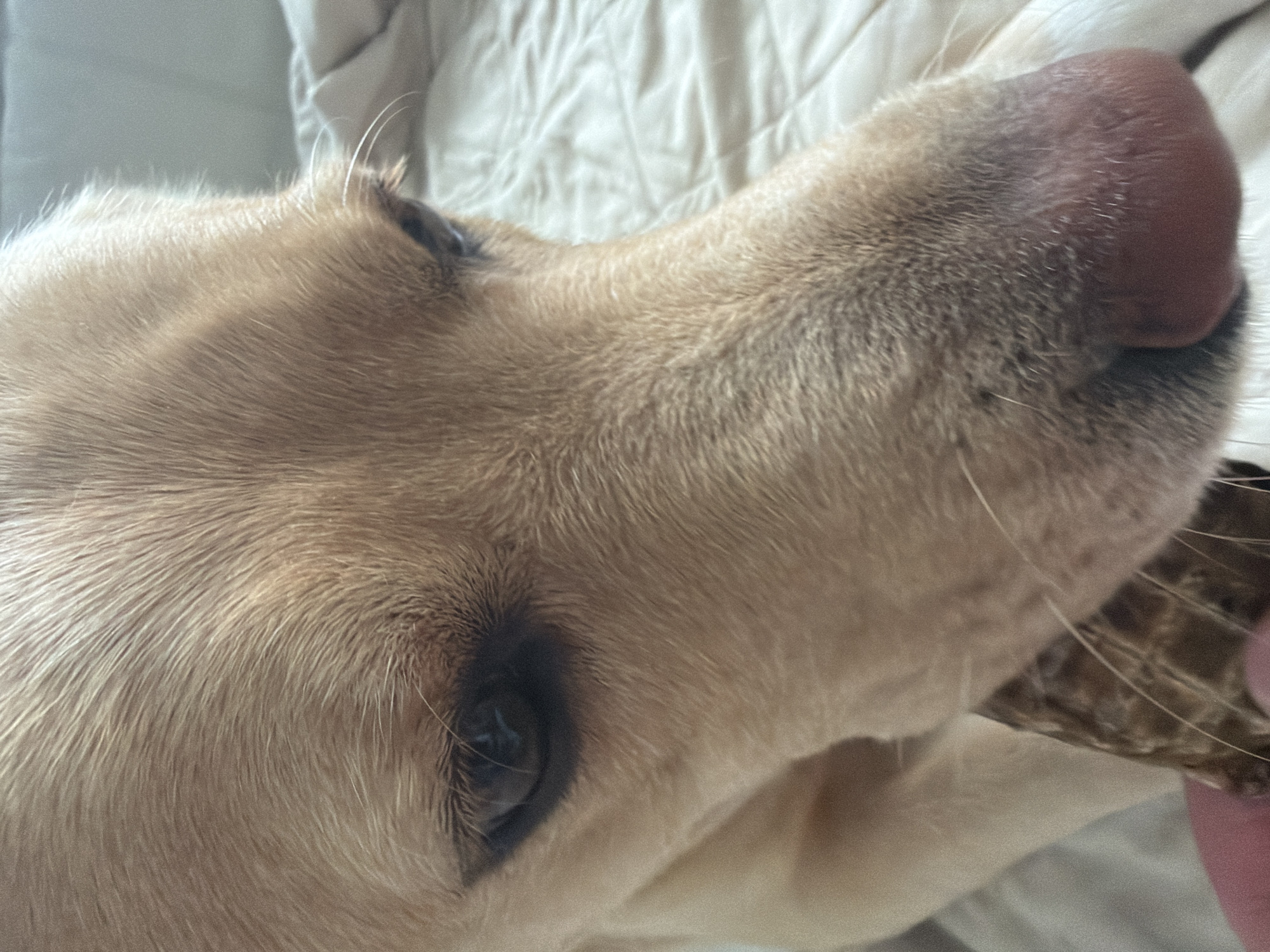 A close-up, head-on shot of a golden retriever is presented, its face dominating the frame. The dog's fur is light brown and appears soft, with individual strands visible. Its dark eyes are partially visible, and the area around them is shaded. A portion of its nose, which is pinkish-brown, is also in view. In the foreground, a pink finger holds a textured brown object, possibly a dog treat, near the dog's snout. The background consists of a light-colored, rumpled surface, likely a bed or blanket. The lighting suggests an indoor setting, possibly during the day. The image is of unknown origin and location.