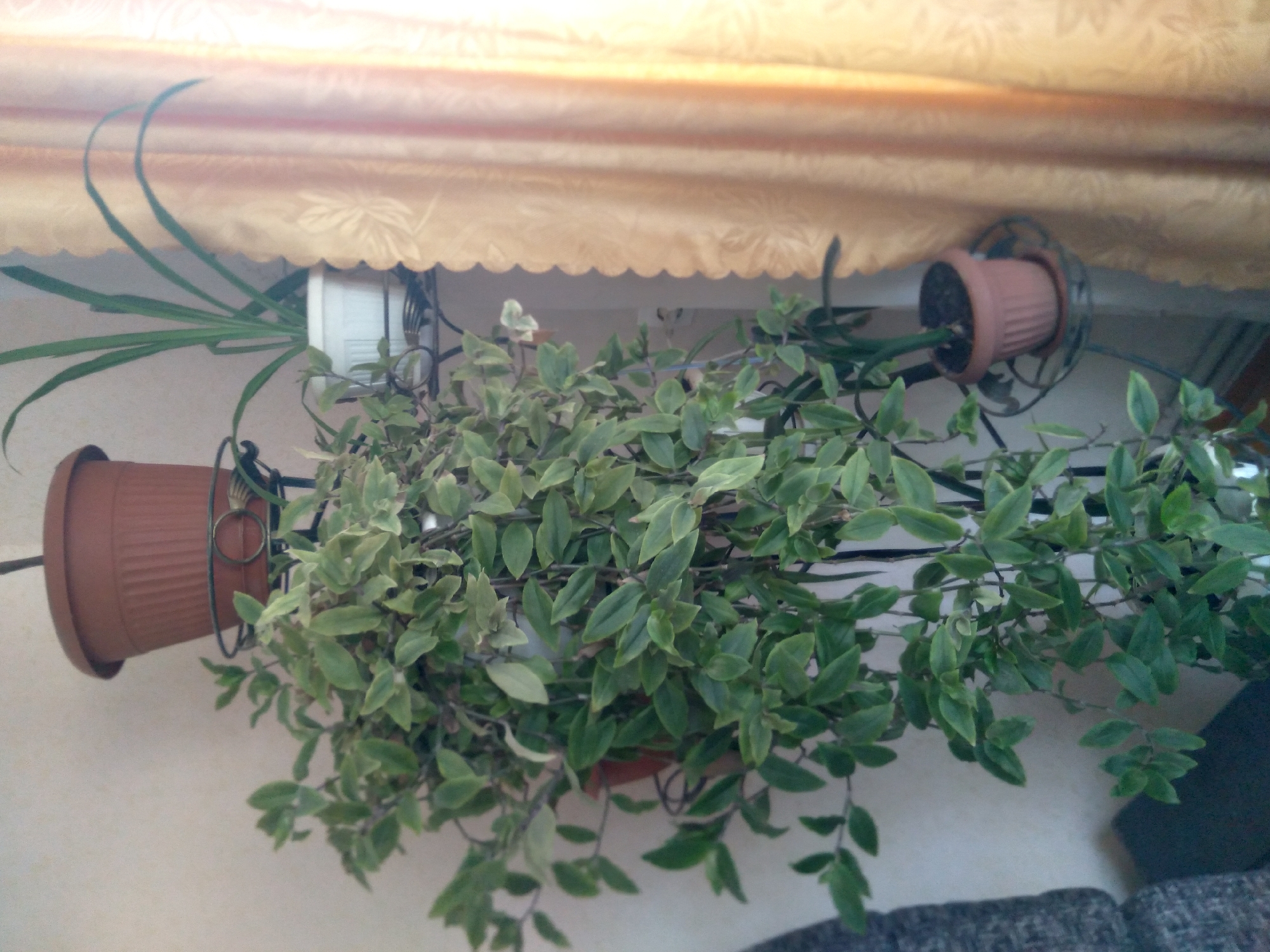 The image depicts an indoor scene focused on several potted plants. A light-colored curtain with a scalloped bottom edge and a subtle woven floral or leaf pattern hangs across the top of the frame. Below the curtain, against a light wall, are three plants in terracotta-colored pots, all supported by dark, ornate metal stands or hangers.
On the left, a plant with long, thin, arching green leaves, resembling a spider plant, is prominently displayed in a ribbed terracotta pot. In the center and extending to the right, a large, bushy plant with numerous small, oval-shaped green leaves, some exhibiting lighter variegation, cascades downwards. This plant's pot is mostly hidden by its dense foliage. Further to the right, another terracotta pot with a plant, largely obscured, rests within a similar metal stand.
The scene is lit by natural light, suggesting it is daytime. No people are present, and no specific activity is occurring. The lower right portion of the image shows a dark gray, textured fabric, likely part of a couch or other furniture. There is no visible text in the image. The location context for this media is Журавское сельское поселение, Ukraine.