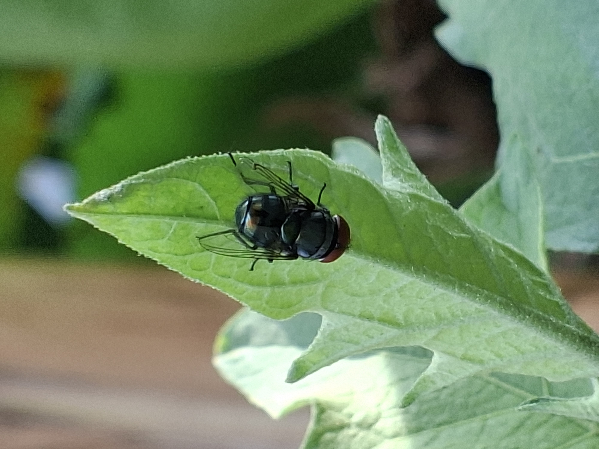 A shiny black fly with a red rear is resting on a light green, fuzzy leaf. The leaf is one of several visible, and they are part of a larger green plant. The background is blurred, showing shades of green and brown. The location is unknown as the image does not contain enough information to identify the location as the city of Lhokseumawe, Indonesia.