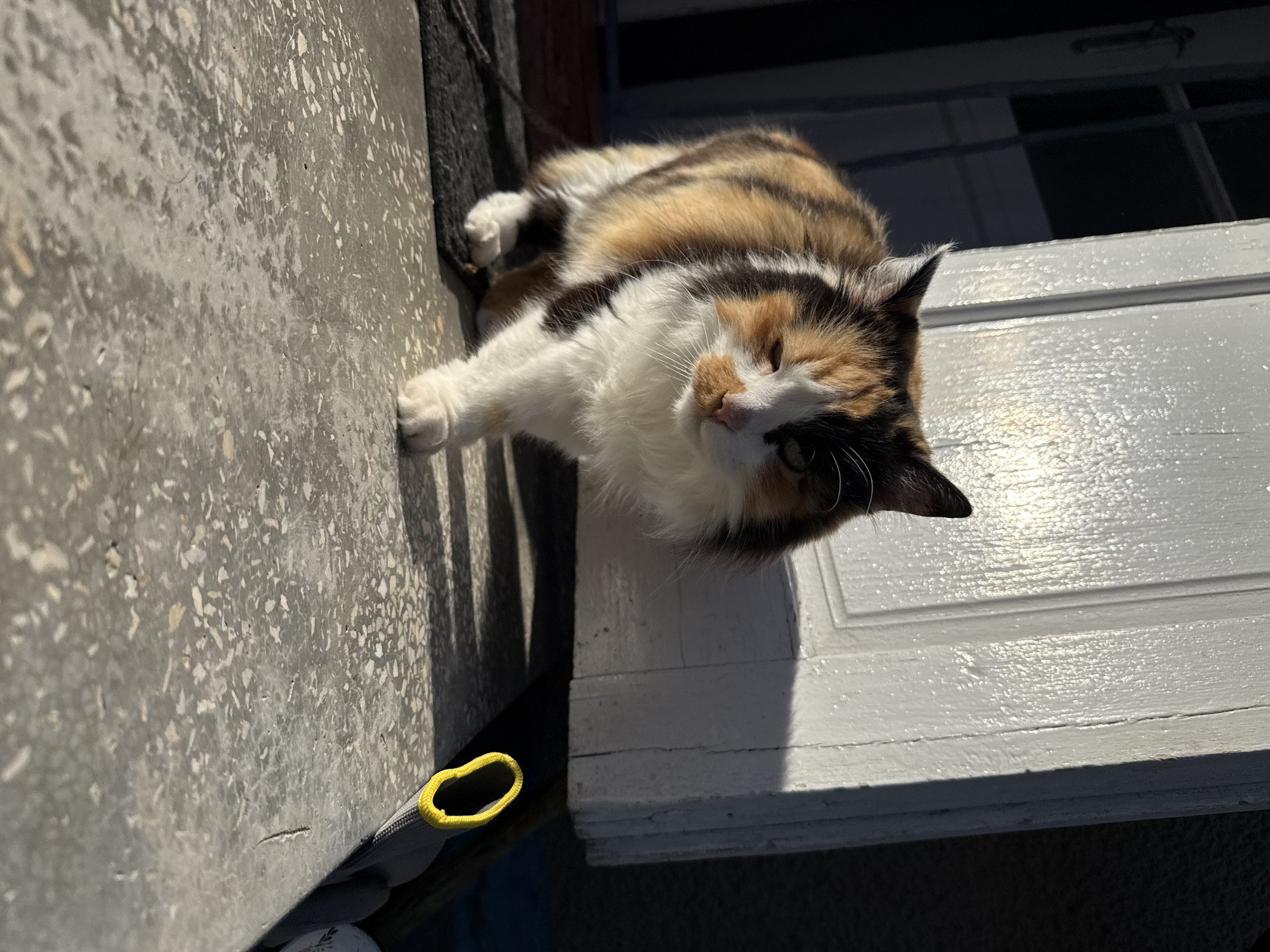 A calico cat walks on a concrete surface in front of a white door. The cat is facing forward and has its right paw lifted. The cat's fur is a mix of orange, black, and white. The door is white and appears to be made of wood. The concrete surface is gray and speckled with white and black. There is a black doormat to the left of the cat. Sunlight is shining on the scene, casting shadows. There is a yellow loop visible on the right side of the image.