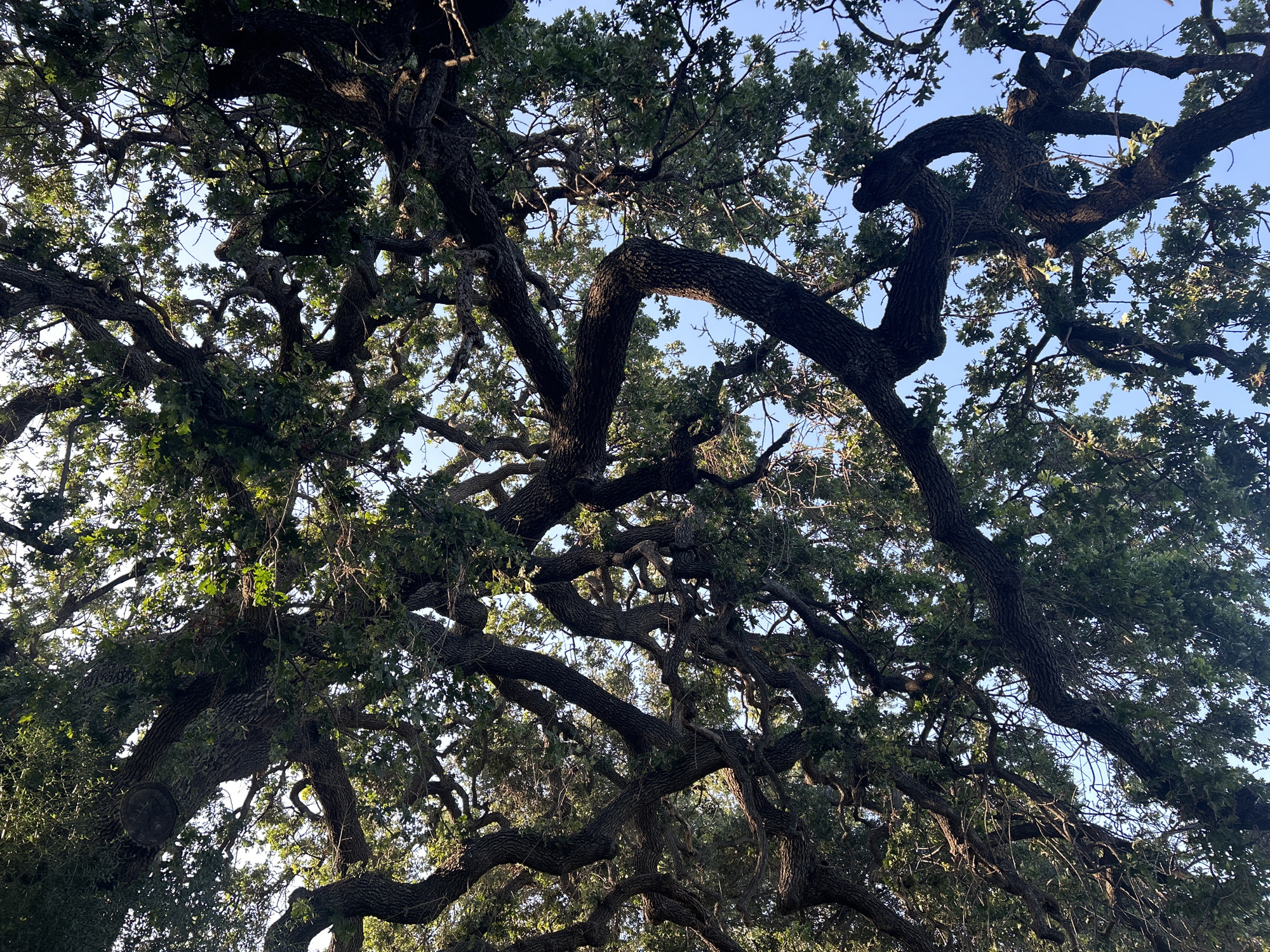 The image shows a dense network of tree branches and leaves against a backdrop of a blue sky. The branches are thick and gnarled, suggesting an old tree. The leaves are green, with some areas appearing darker due to shadows. The image appears to be taken from a low angle, looking up into the canopy of the tree.
The location is Oak Park, United States of America, which is implied by the instructions. There are no people visible. The subject is a tree or trees. There are no specific objects to describe beyond the tree components. The action is the tree growing, and there are no visible interactions. The environment is a clear sky with sunlight filtering through the tree canopy.