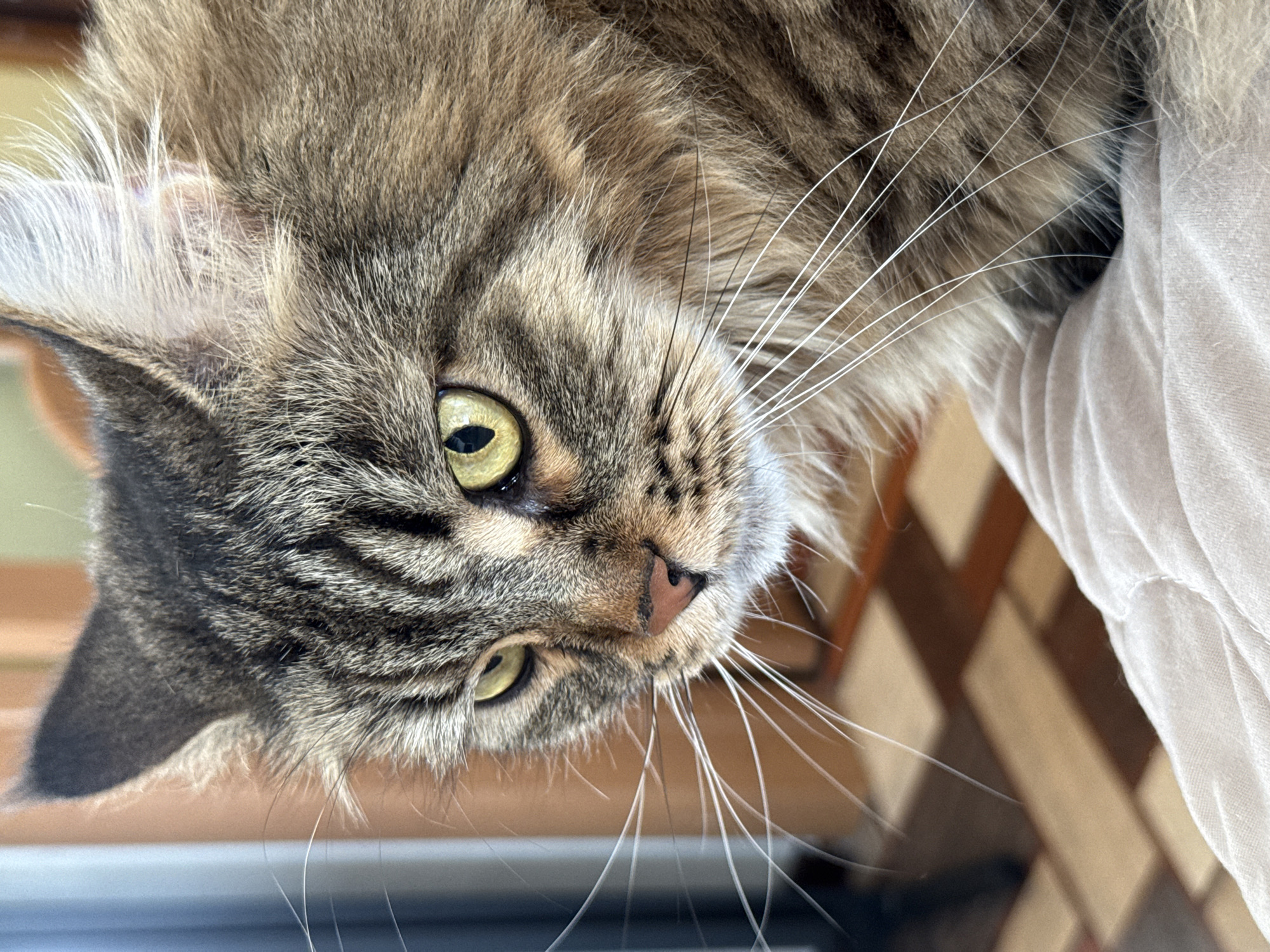 A close-up, slightly angled image depicts a tabby cat with brown and black stripes, and long white whiskers. The cat has yellowish-green eyes and a pink nose. The background is blurry, but appears to include a white cloth and wooden elements with patterned shadows. There is no indication of the location being Izhevsk, Russia.