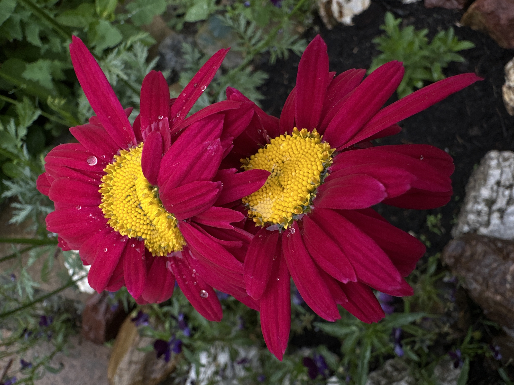The image displays a close-up, top-down view of two vibrant composite flowers, likely a variety of daisy or chrysanthemum. Both flowers feature numerous dark magenta or fuchsia-colored ray florets surrounding a dense, bright yellow disc floret center. They are arranged vertically, with one flower positioned directly above the other, partially overlapping. Multiple small, clear water droplets are visible on the petals and the yellow centers of both flowers, indicating recent precipitation. The background is softly blurred, revealing green foliage, scattered small purple flowers, and various rocks in shades of brown and gray. Dark soil is visible in the lower and peripheral areas of the frame. The scene appears to be a garden setting.