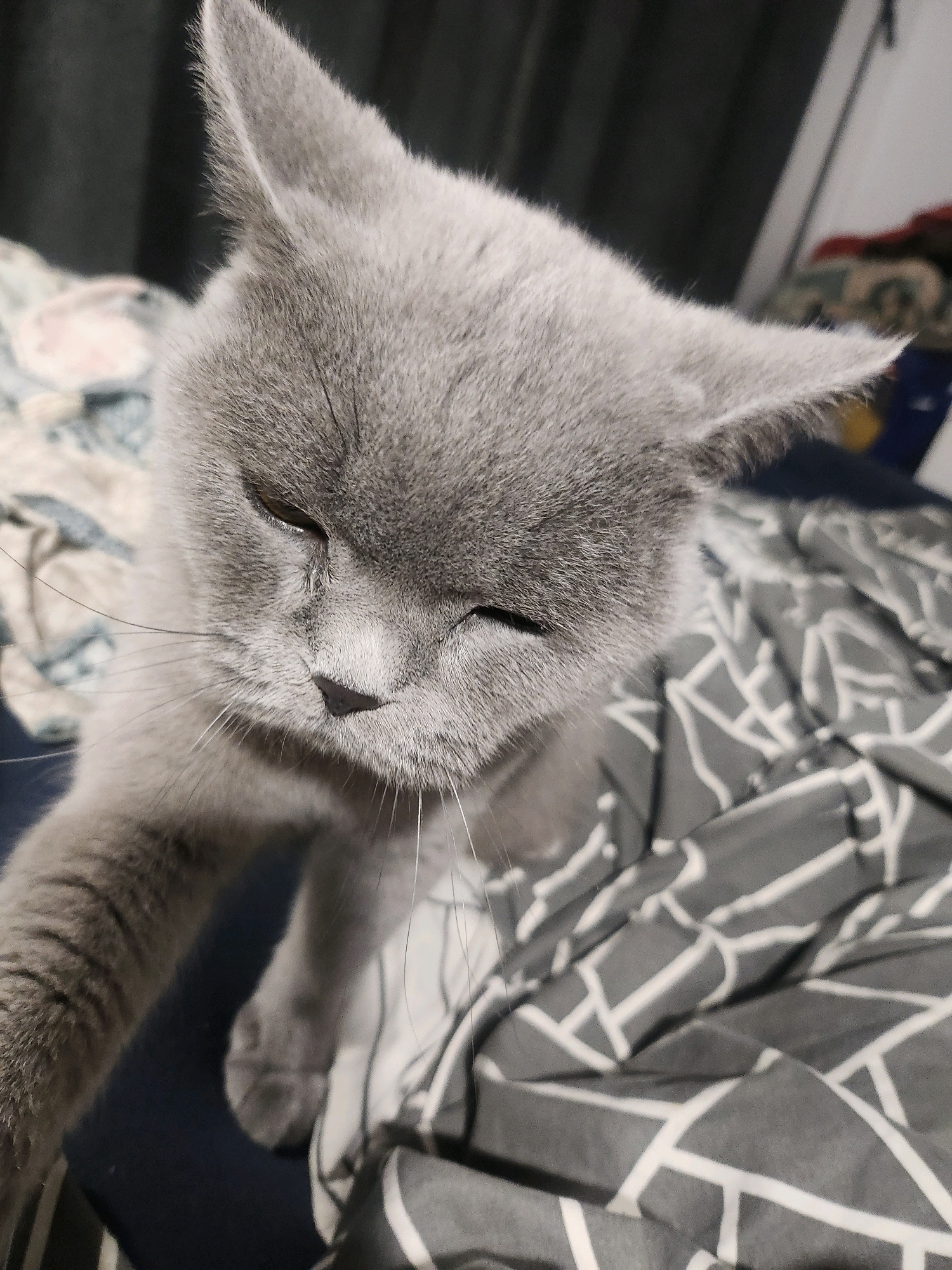 A close-up, low-angle, indoor shot captures a British Shorthair cat with gray fur, its eyes partially closed. The cat is positioned on a dark blue surface, possibly a bed or sofa, with patterned bedding in shades of gray and white to its right. In the background, to the left, blurred floral patterned bedding is visible. The overall lighting appears to be dim, with the cat's face illuminated by a light source from the front. There is no indication of the city of Tsarevo, Bulgaria.