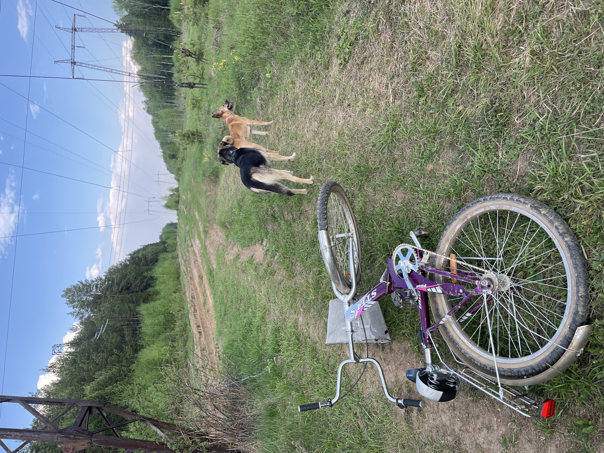 A bicycle lies on its side in a grassy area under power lines. Further along the dirt track that runs behind the bicycle stand three dogs. The location is likely rural or on the outskirts of Nizhny Tagil, Russia, as indicated by the power lines, dirt track, and natural vegetation.