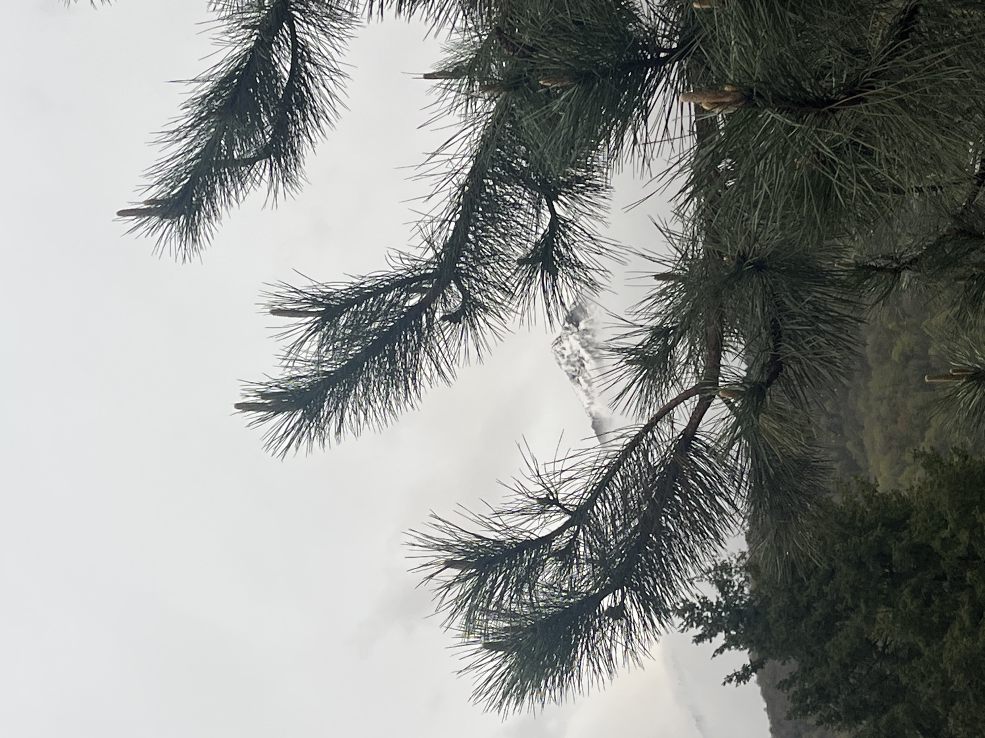 A slightly rotated, eye-level, medium shot captures a gray, overcast day in an outdoor, wooded area. Conifer branches occupy the upper two-thirds of the frame, with their green needles forming dense clusters. Behind the branches, a hazy, light-colored object is partially visible, possibly a waterfall or a rock formation with snow. The background consists of green trees and blurred features of a hill or mountain. The location is unknown, and no people are present.