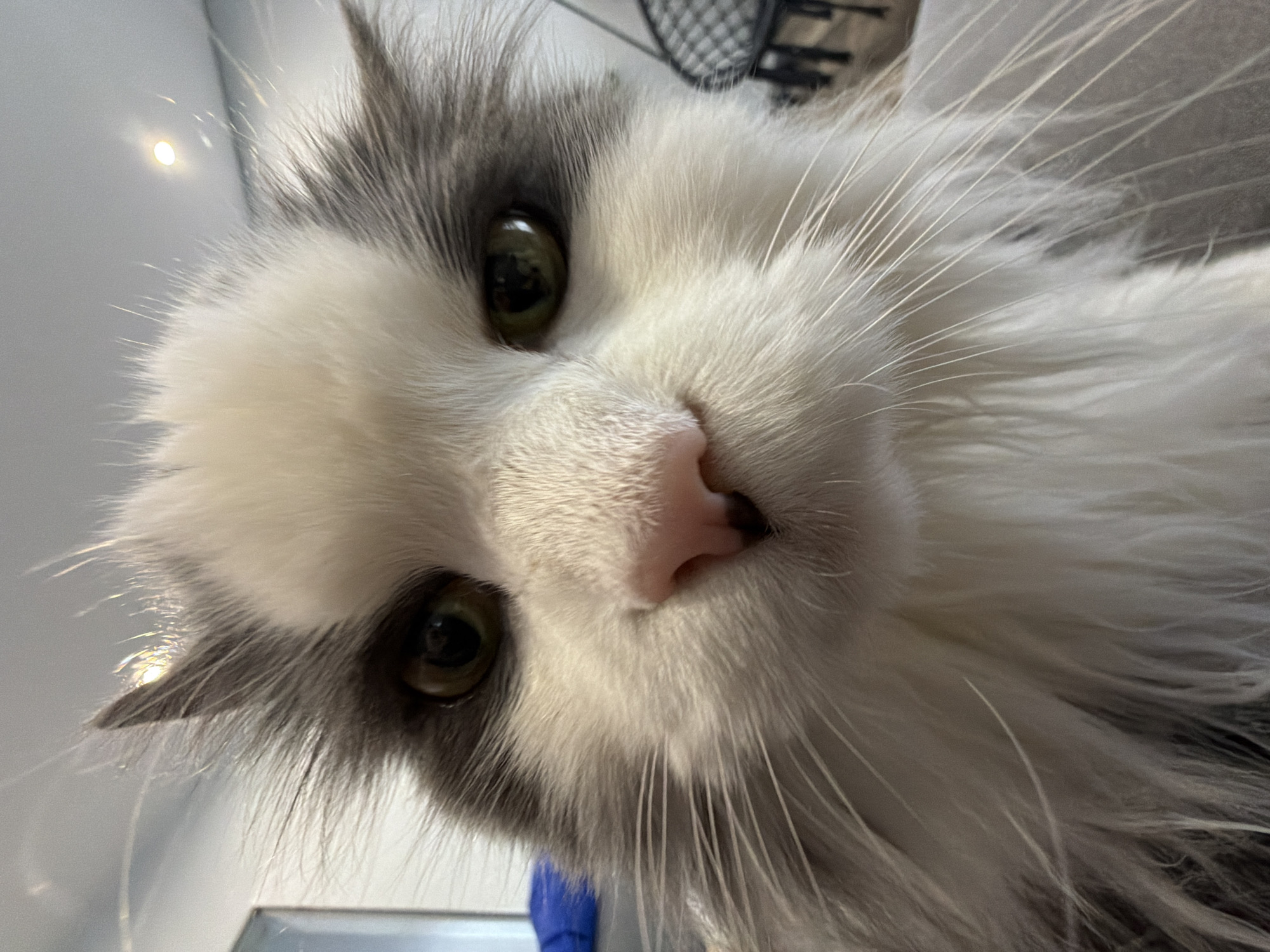 Close-up, tilted view of a cat's face with white and gray fur, a pink nose, green eyes, and long white whiskers. The background is blurry, but appears to include a white wall and a fan. No specific details identify the location as Chaikovsky, Russia.