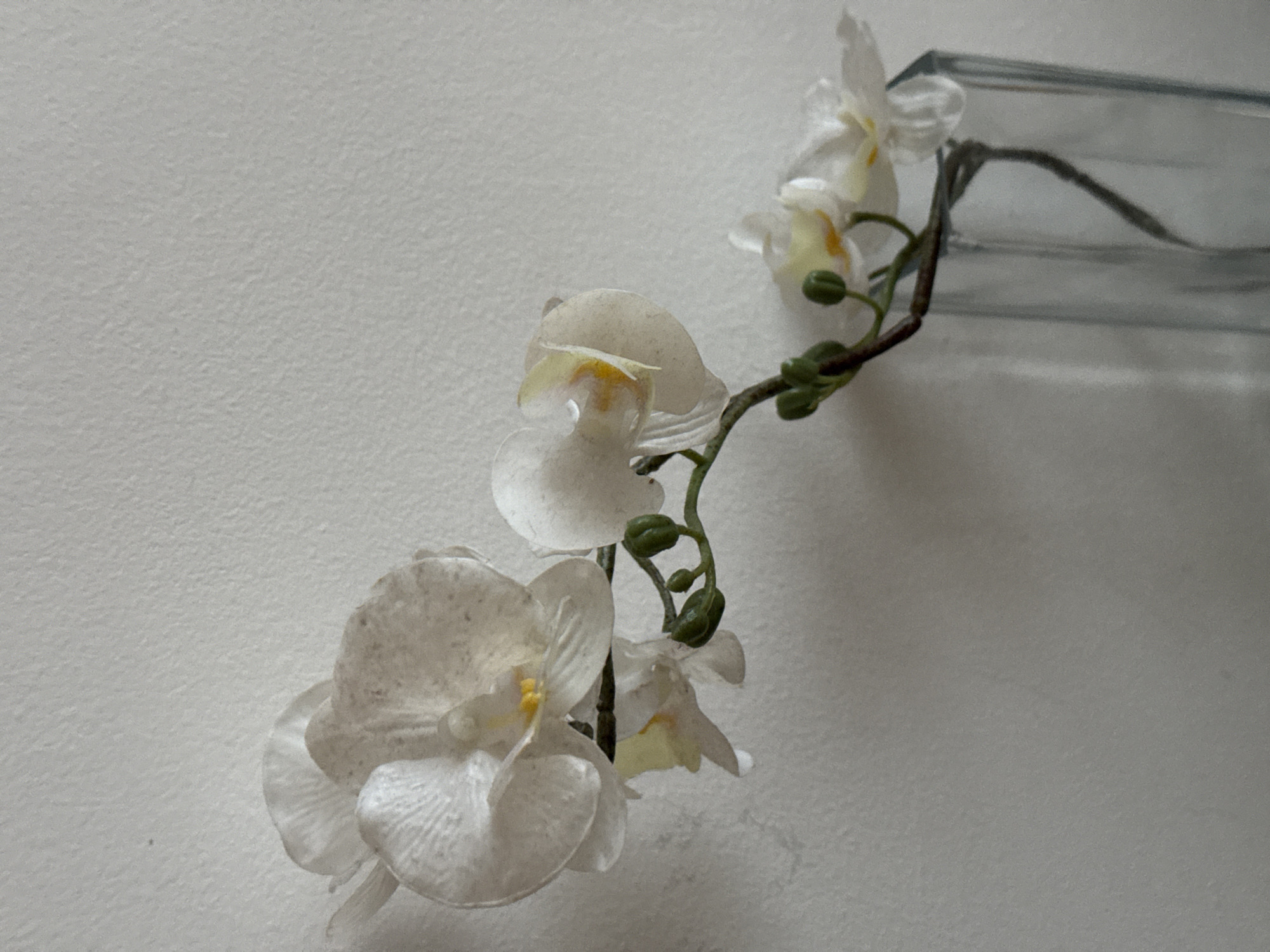 The image shows a white orchid arrangement in a clear, rectangular glass vase. The vase is positioned close to a textured, neutral-colored wall. The orchid branch extends from the vase, featuring several open white flowers with yellow centers and green buds. The scene is devoid of people or explicit actions. There is no context within the image to determine its location within the city of Sofia, Bulgaria.